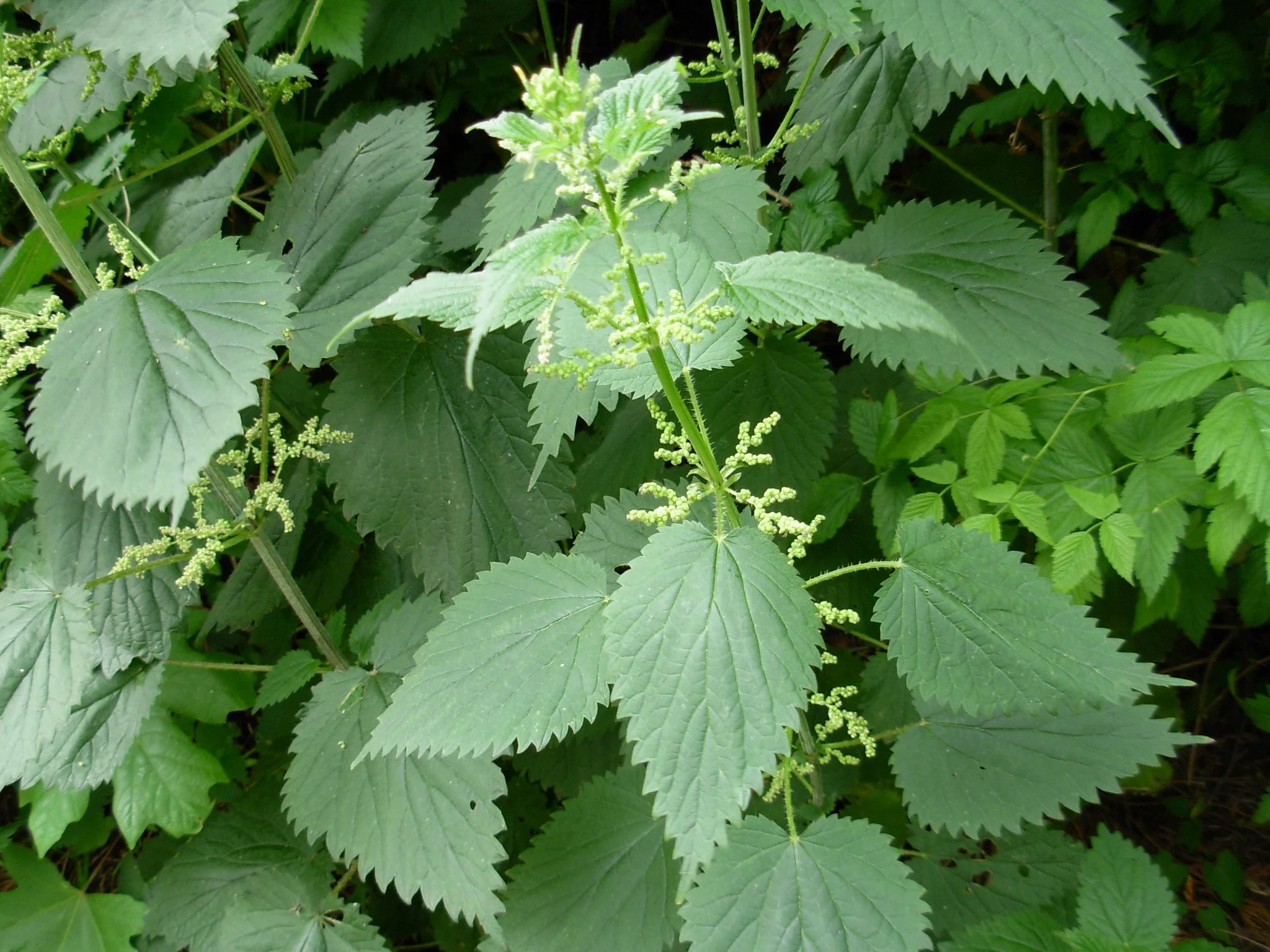 Nettle Tincture