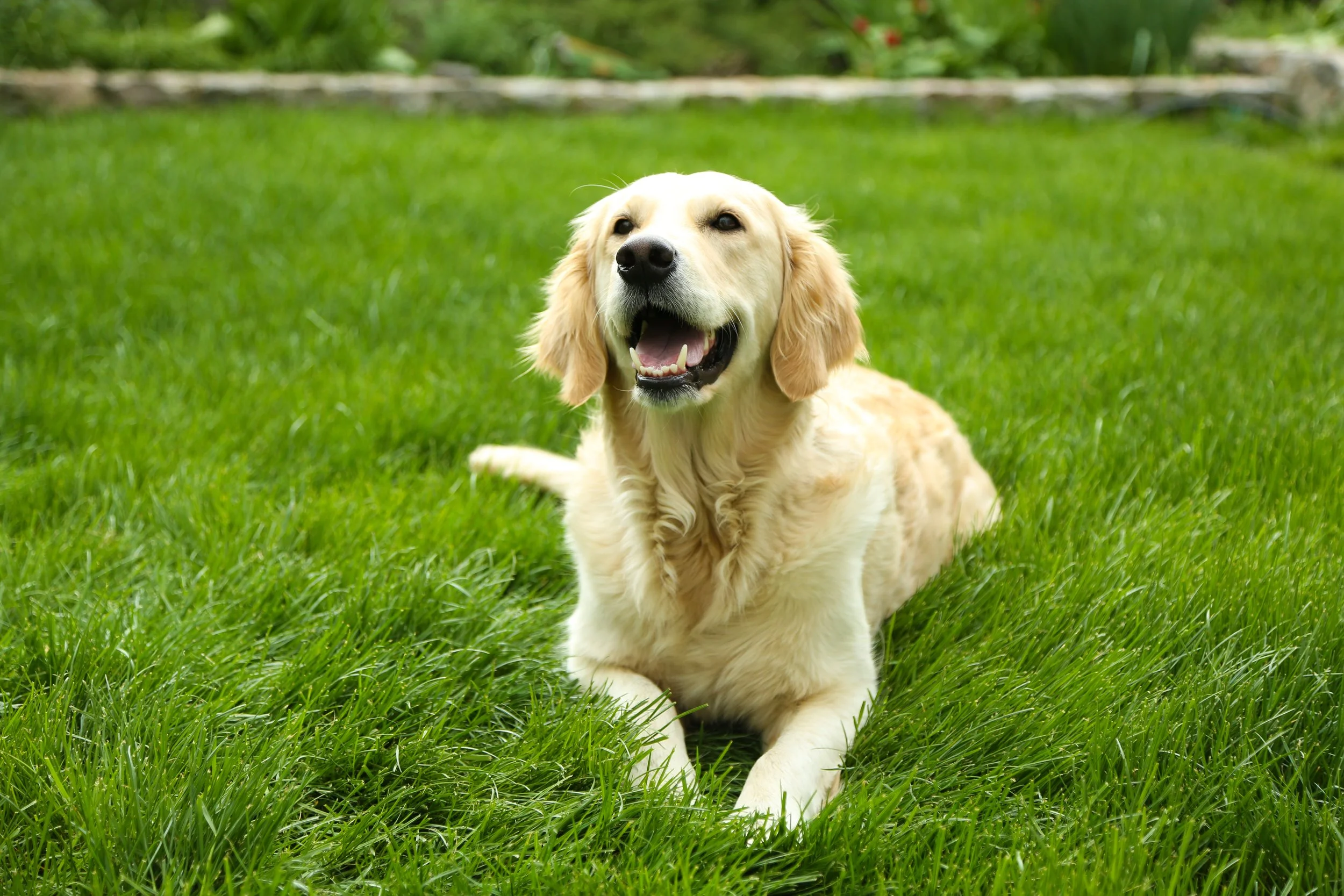 A happy golden retriever dog lying on green grass in a garden.