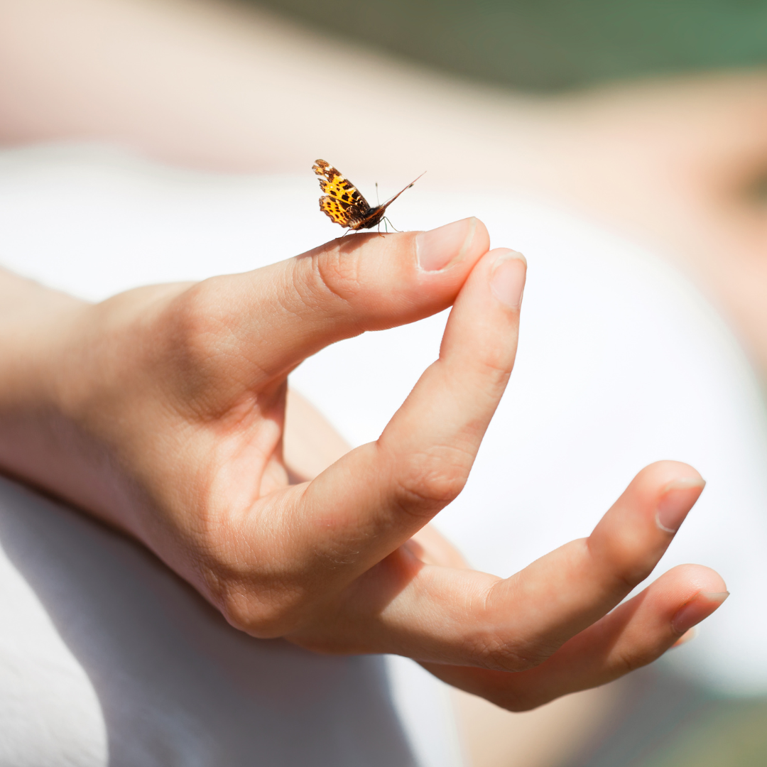 A person holding a small butterfly with orange and black patterned wings on their index finger.