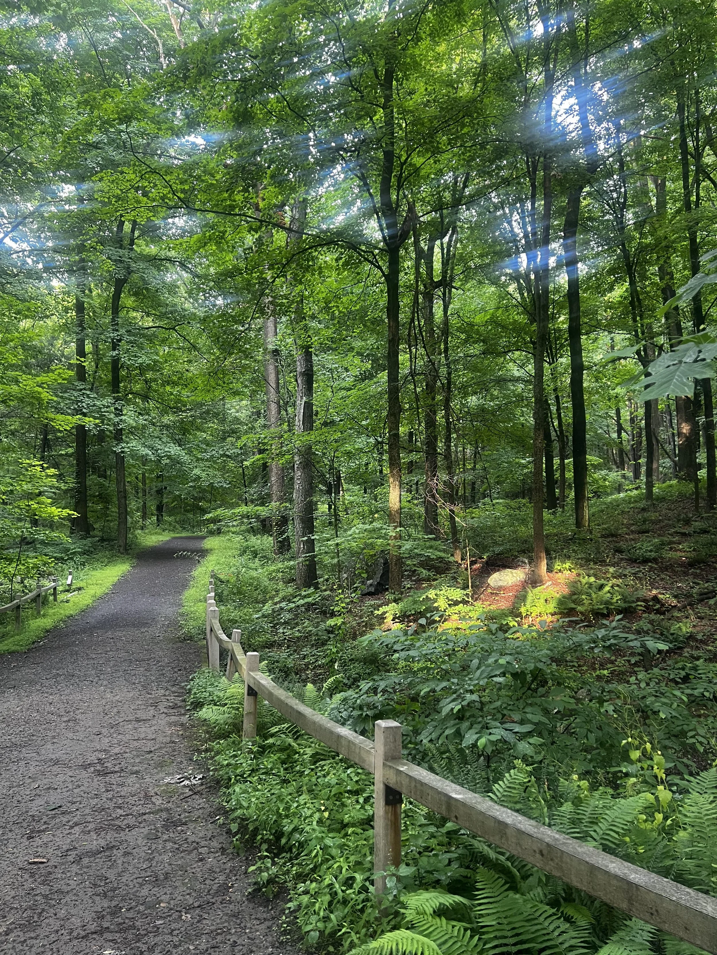 Forest.jpg