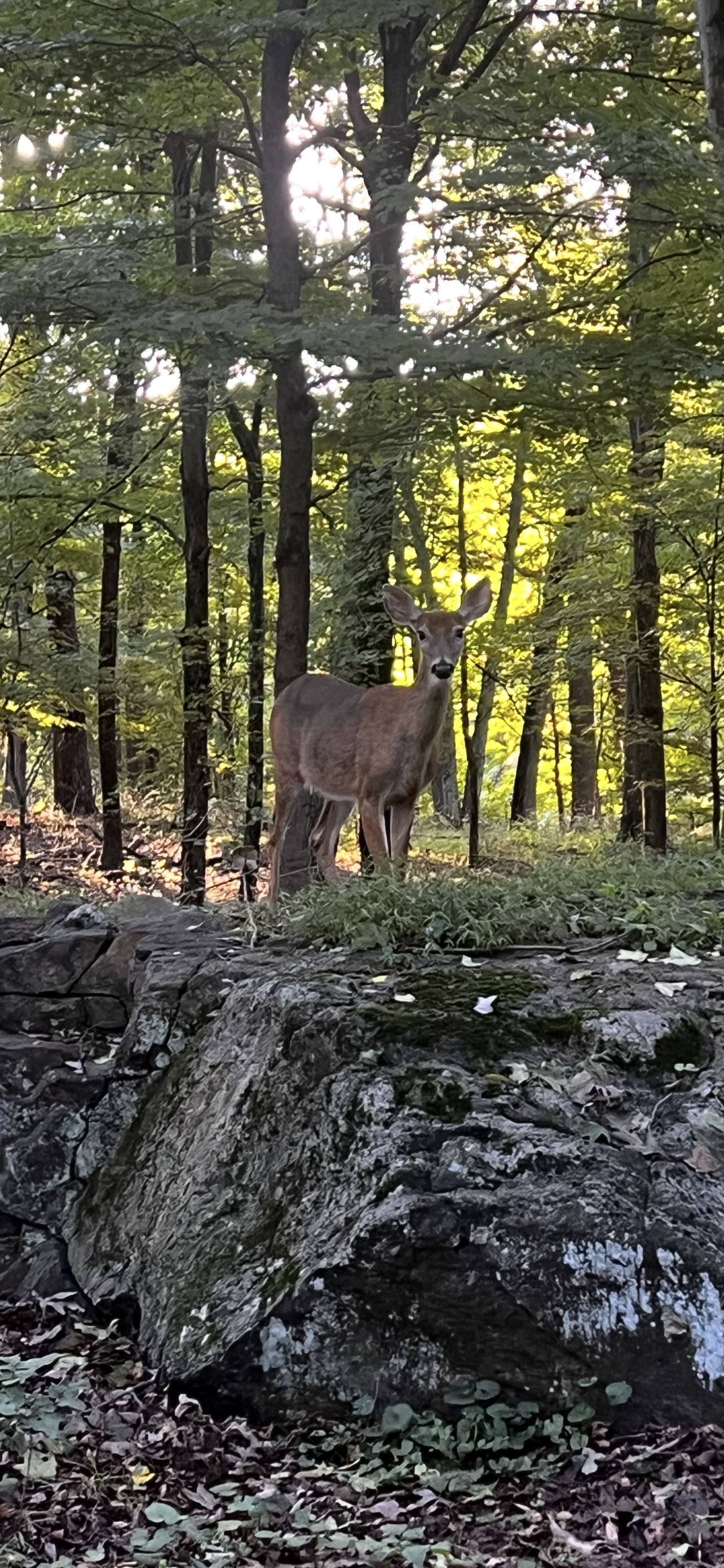 Deer2.png