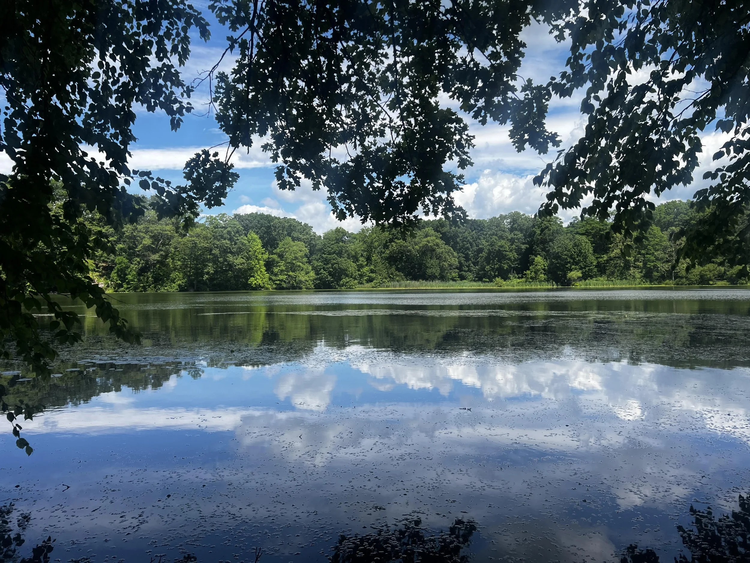 Reflections.jpg