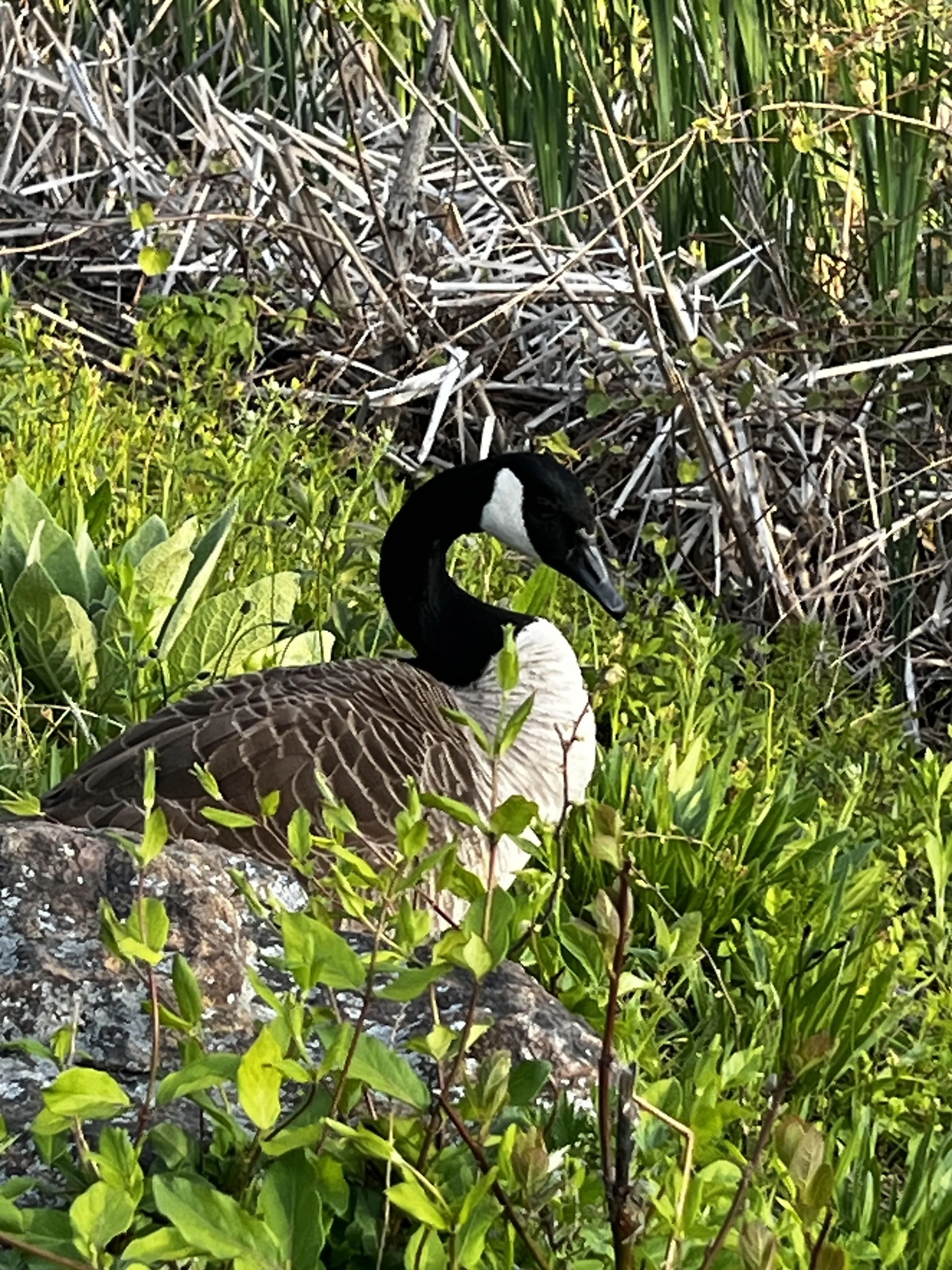 Bird.jpg