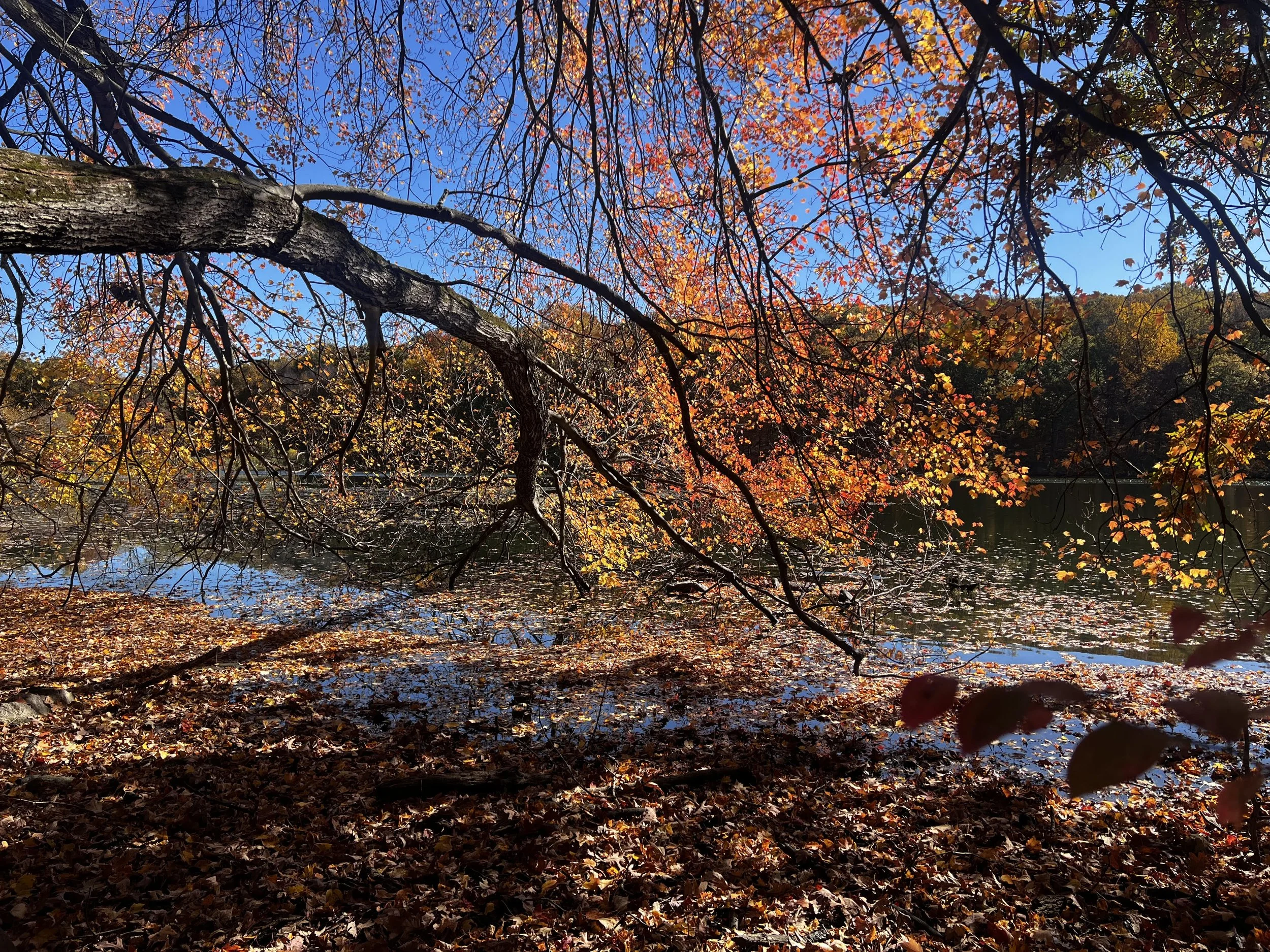 Fall Trees.jpg