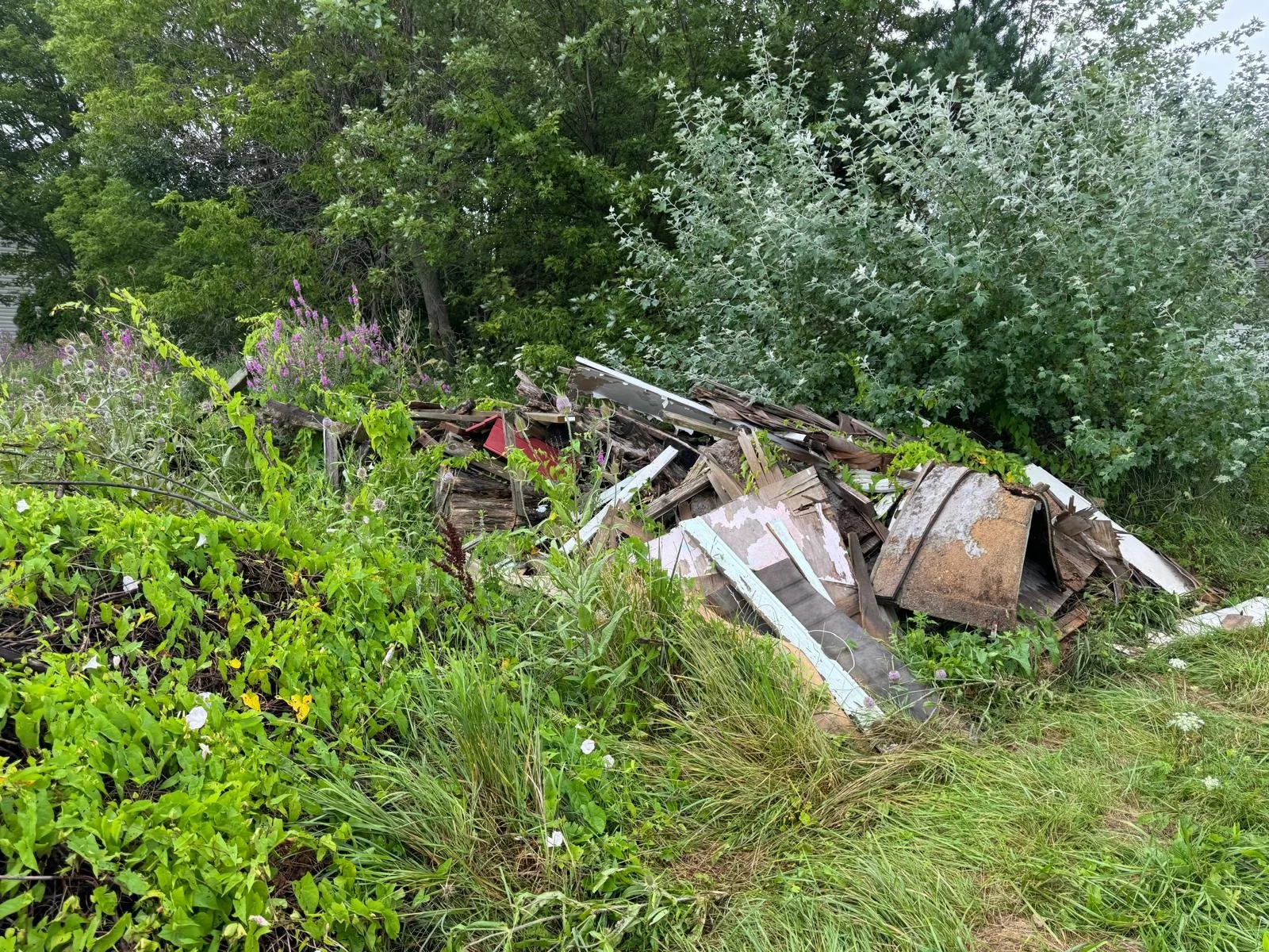 A pile of discarded wood and rusted metal debris overgrown with green plants and bushes, with trees and shrubs in the background.