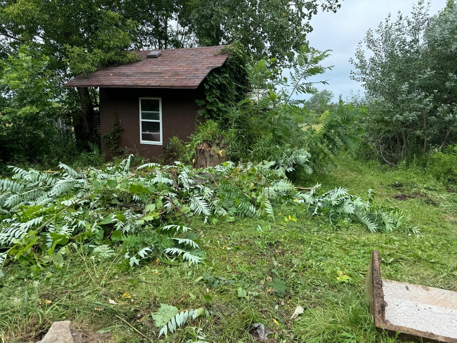 A small, dark-colored house with a sloped roof surrounded by overgrown greenery and trees. A broken sidewalk is visible in the foreground.