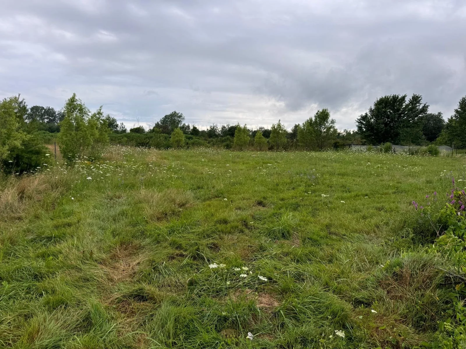 A grassy field with wildflowers and shrubs under a cloudy sky, bordered by trees and a fence in the distance.