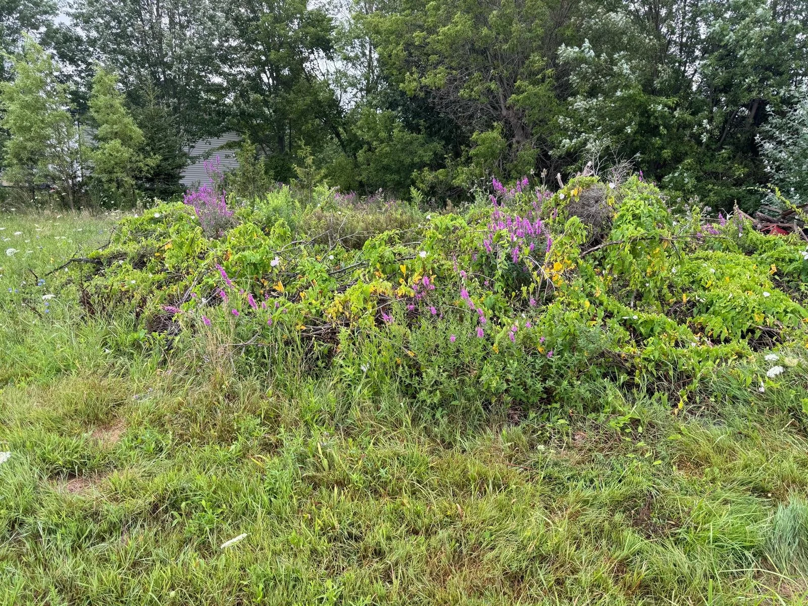 A grassy area with flowering plants, purple and white blossoms, and trees in the background.