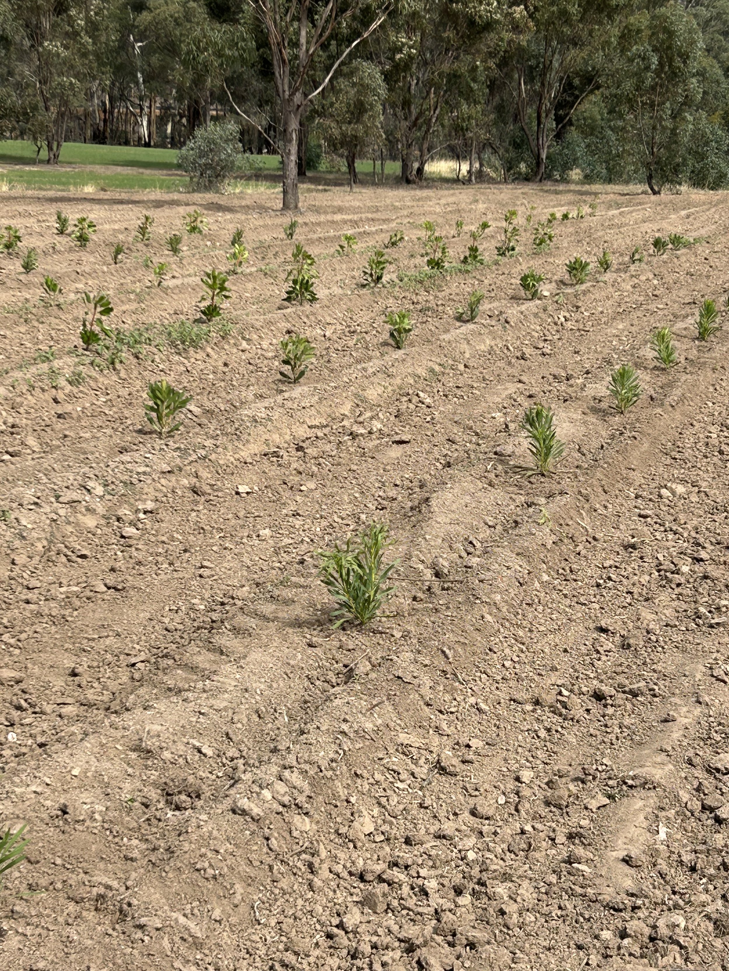 A field with young green plants sprouting in parallel rows on bare soil, with trees in the background.