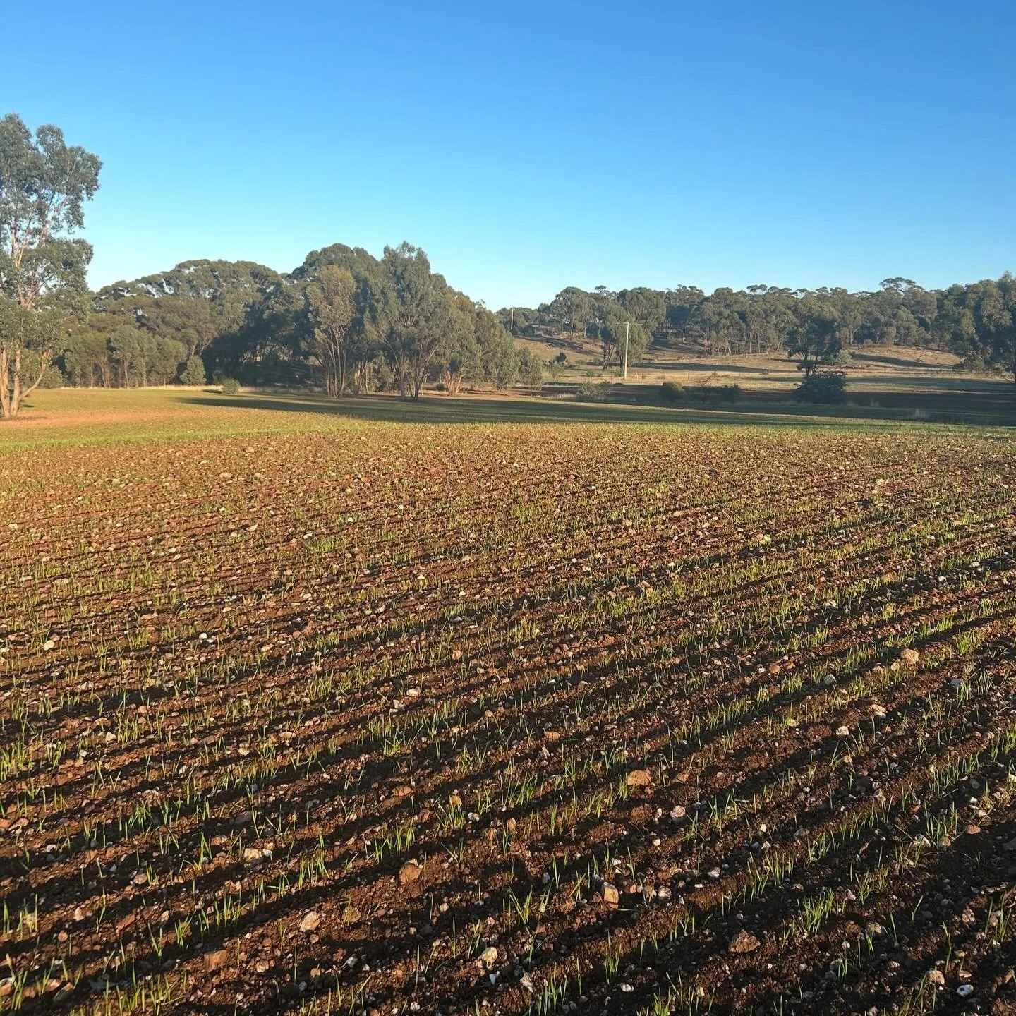 A wide landscape view of a farm field with newly sprouted green plants, bordered by scattered trees and rolling hills under a clear blue sky.