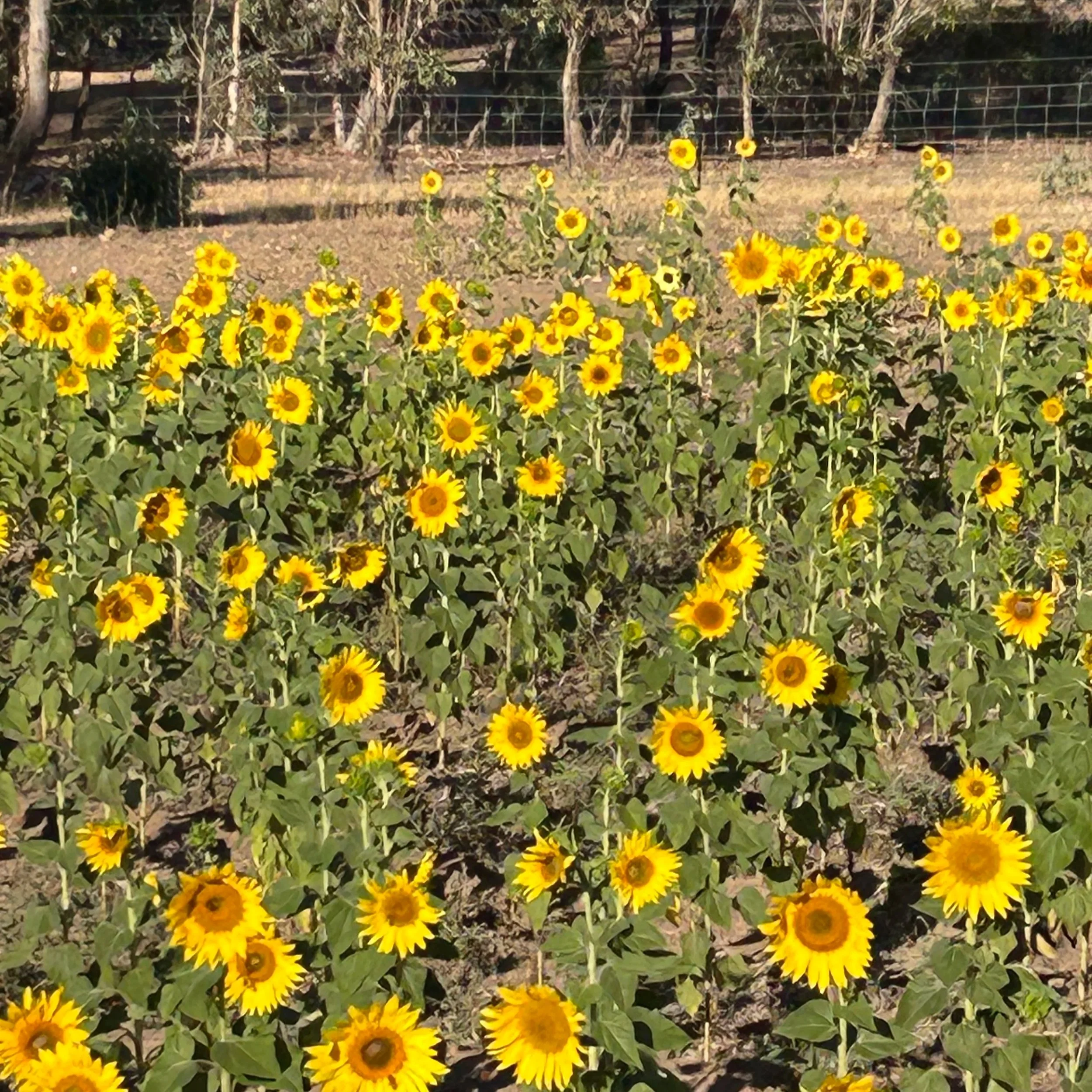 A garden filled with numerous bright yellow sunflowers in full bloom, set against a backdrop of trees and a wire fence.