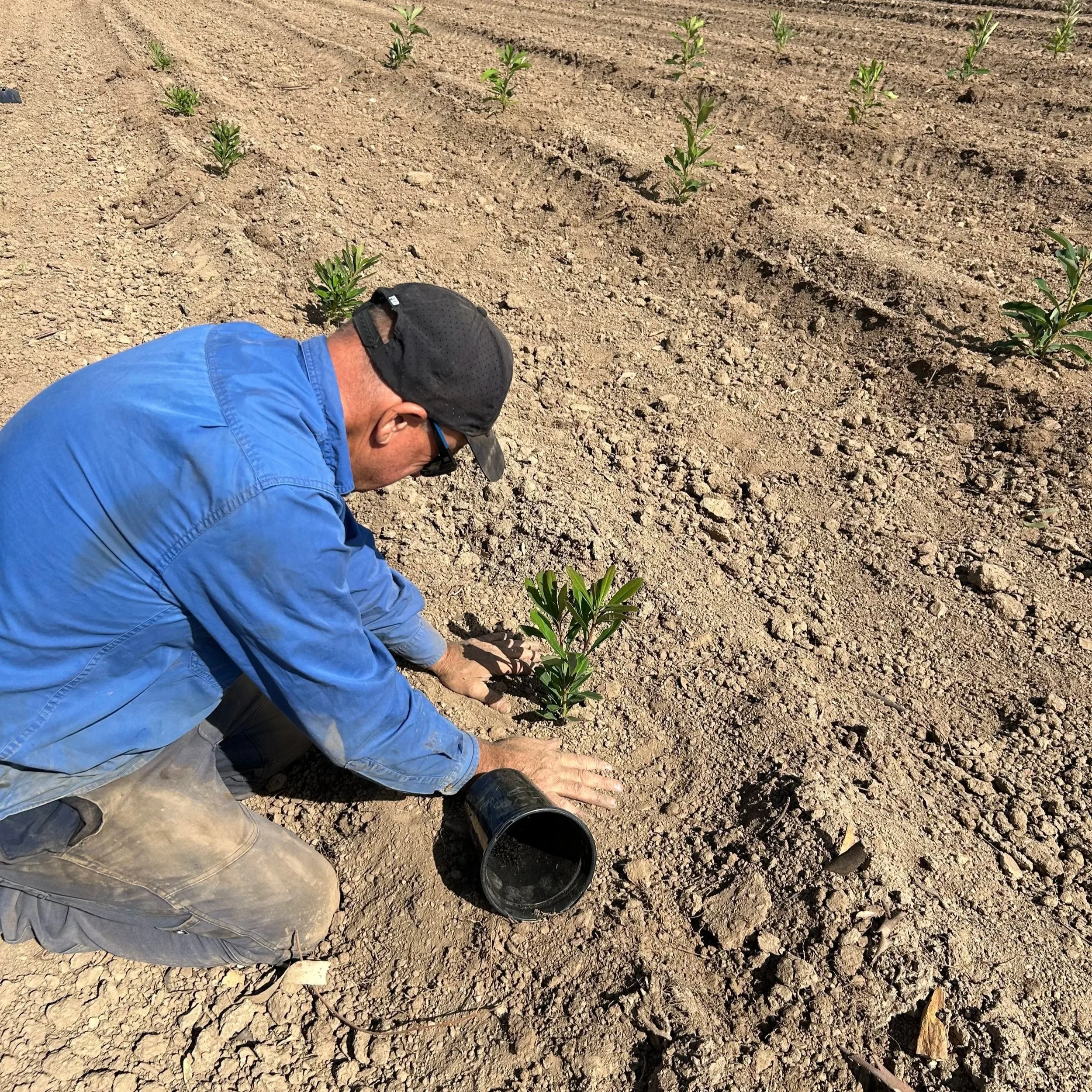A man planting a small green sapling in dry, cracked soil using a black bucket nearby, with a row of similar plants in the background.