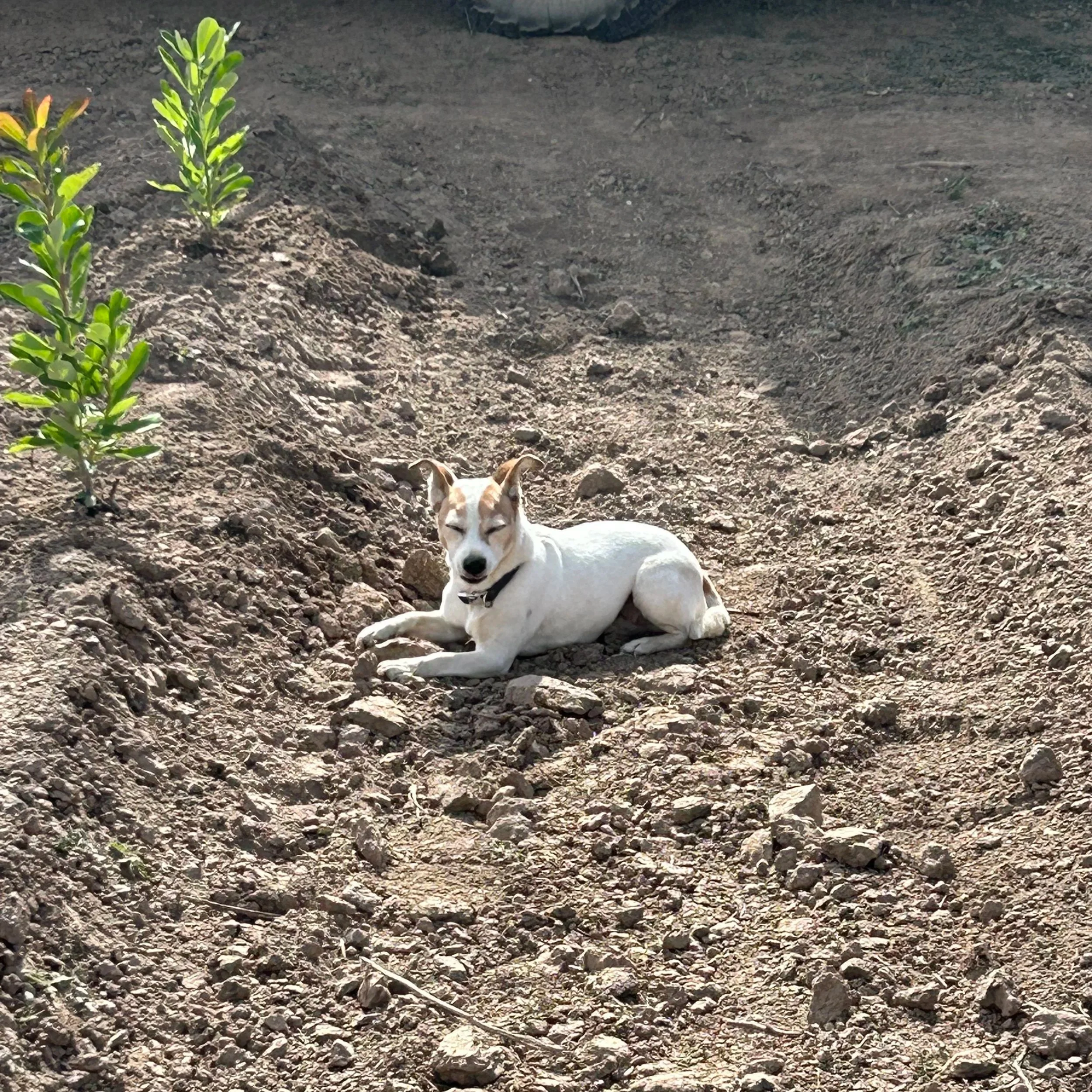 A dog lying on rough, rocky dirt ground with a small bush and a molehill nearby.