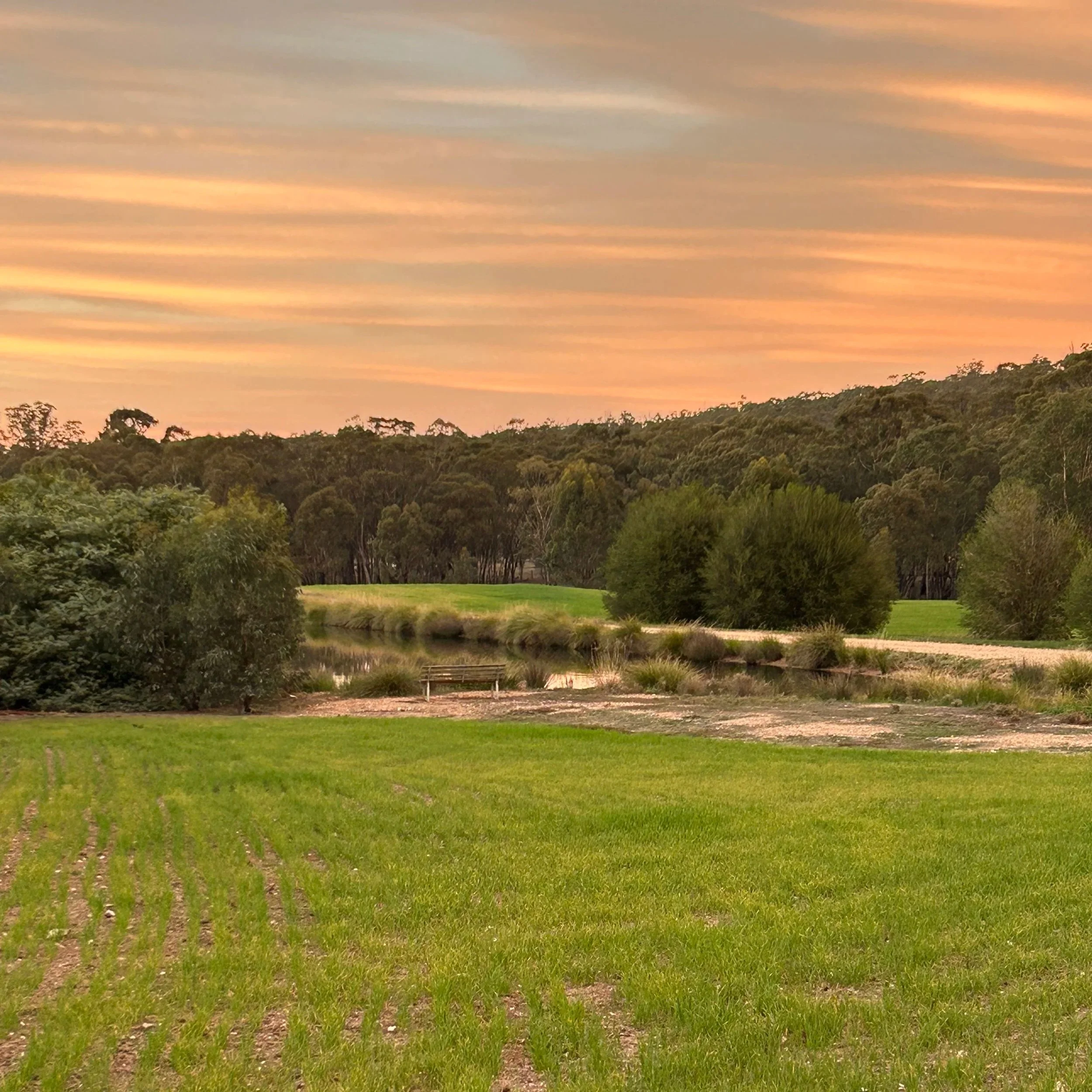 Green field with rows of young plants, trees in the background, and a colorful sky with orange and pink clouds at sunset.