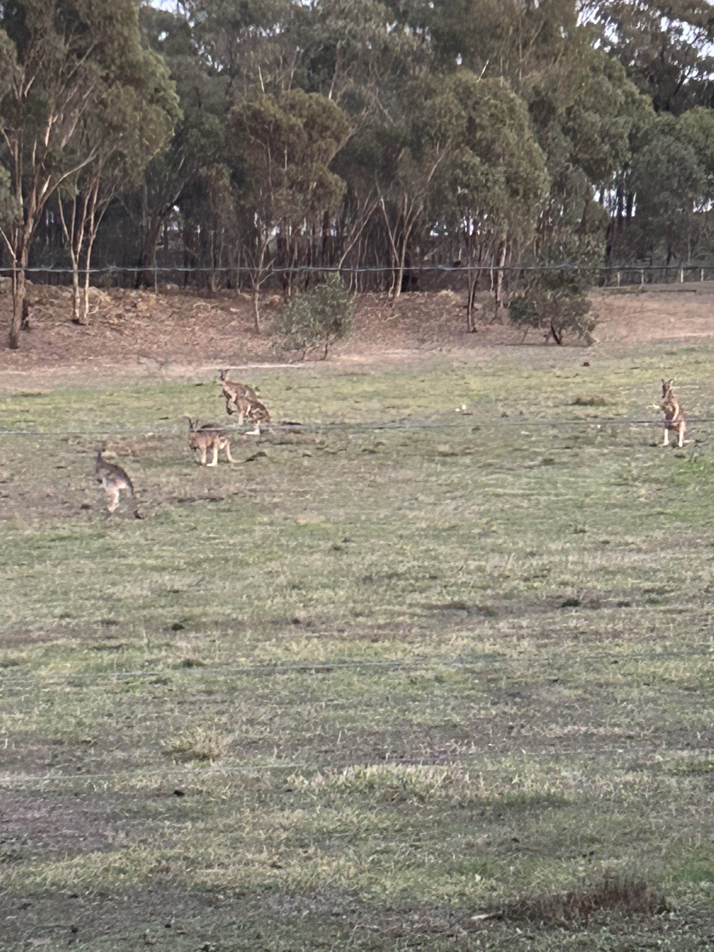 A rural scene with a grassy field, small kangaroos resting and sitting on the grass, and a background of trees and dirt ground.