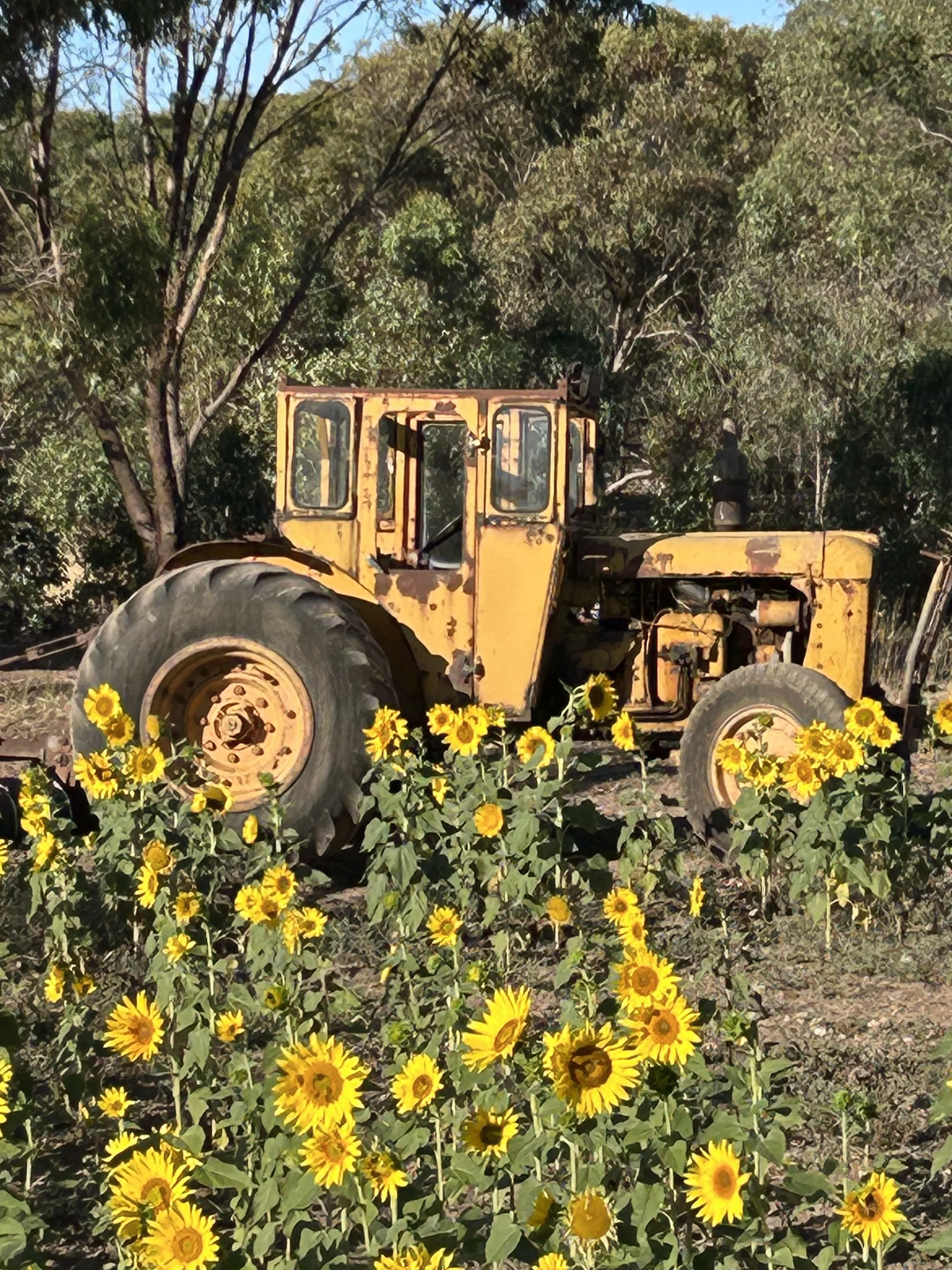 A yellow vintage tractor sitting in a field of blooming yellow sunflowers with green trees in the background.