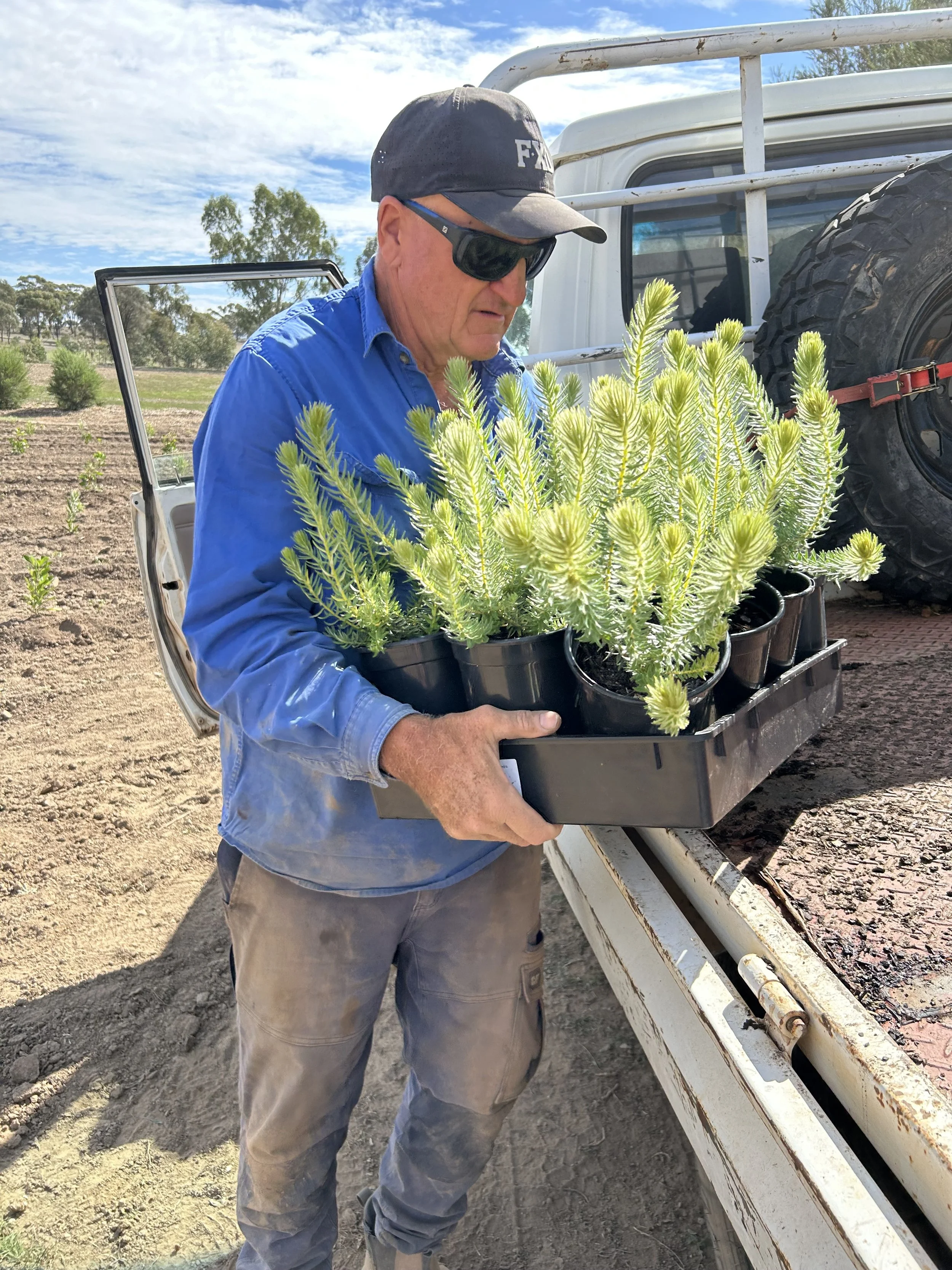 A man wearing sunglasses, a black cap, a blue shirt, and pants is holding a plastic container filled with small potted plants with bright green, pine-like foliage. He is standing next to a white utility truck with a ladder on the side, in a rural are
