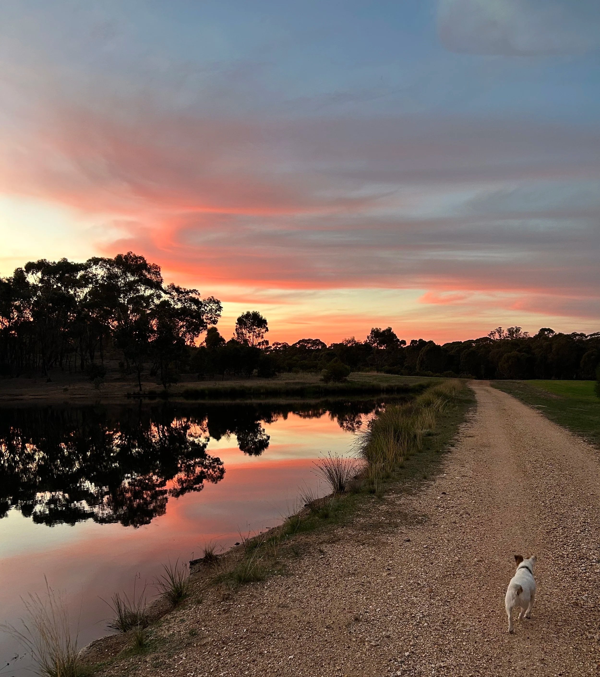 A sunset over a calm body of water reflecting the colorful sky. In the foreground, there is a gravel walkway with grass and small plants along the edge. Silhouettes of trees line the horizon, and a small white dog with a black patch on its back is walking away from the camera along the path.