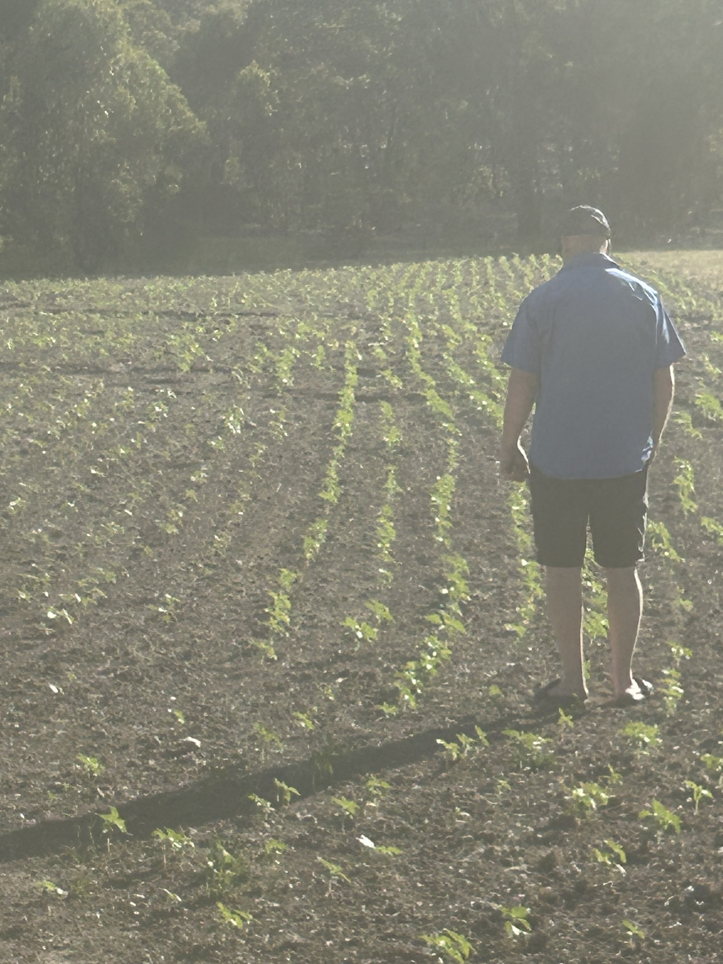 A man walking through a field of young green plants in the sunlight, wearing a dark shirt and shorts.