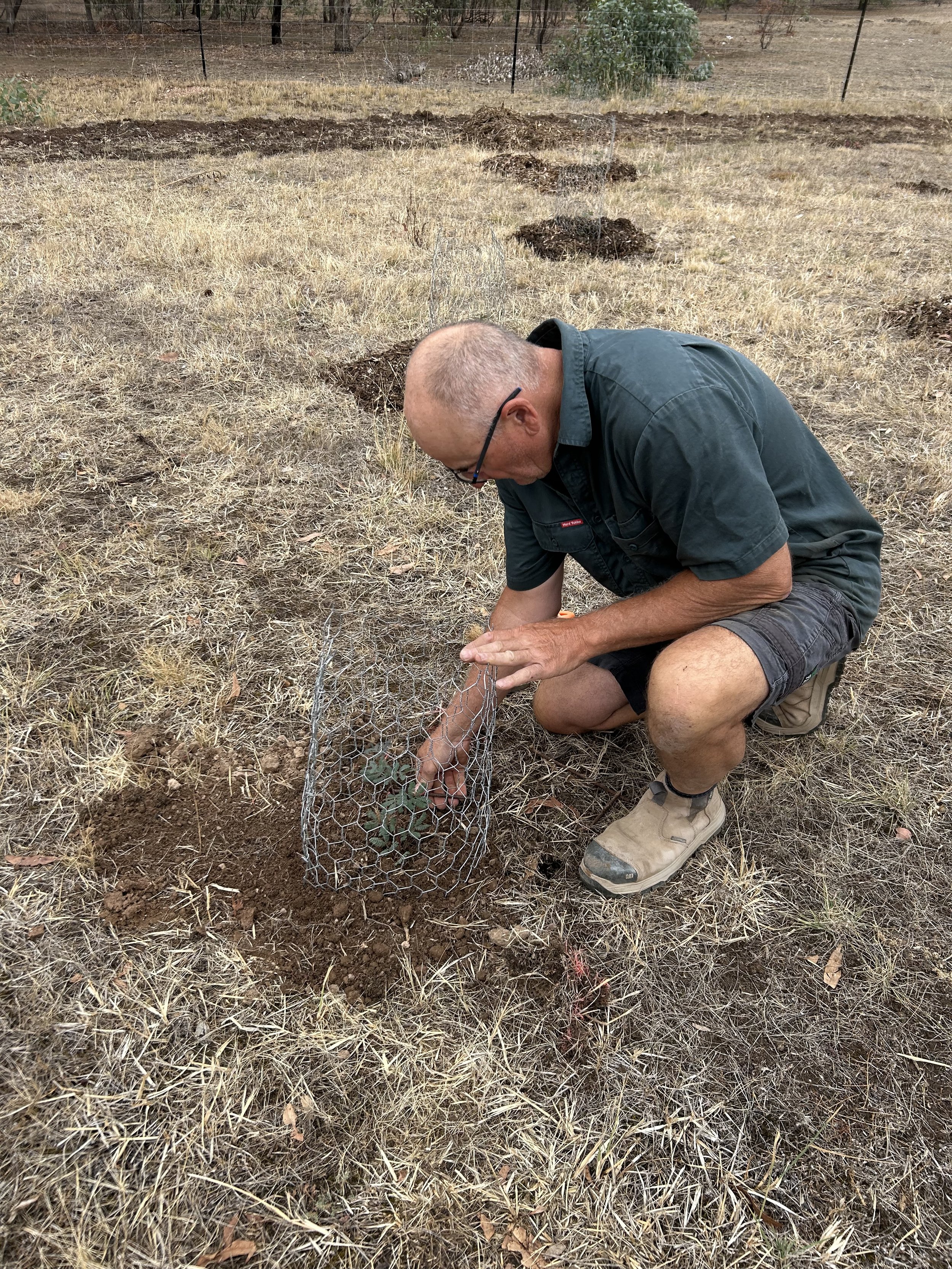 A man kneeling on dry grass, planting a seedling inside a wire protective cage in a rural outdoor setting.