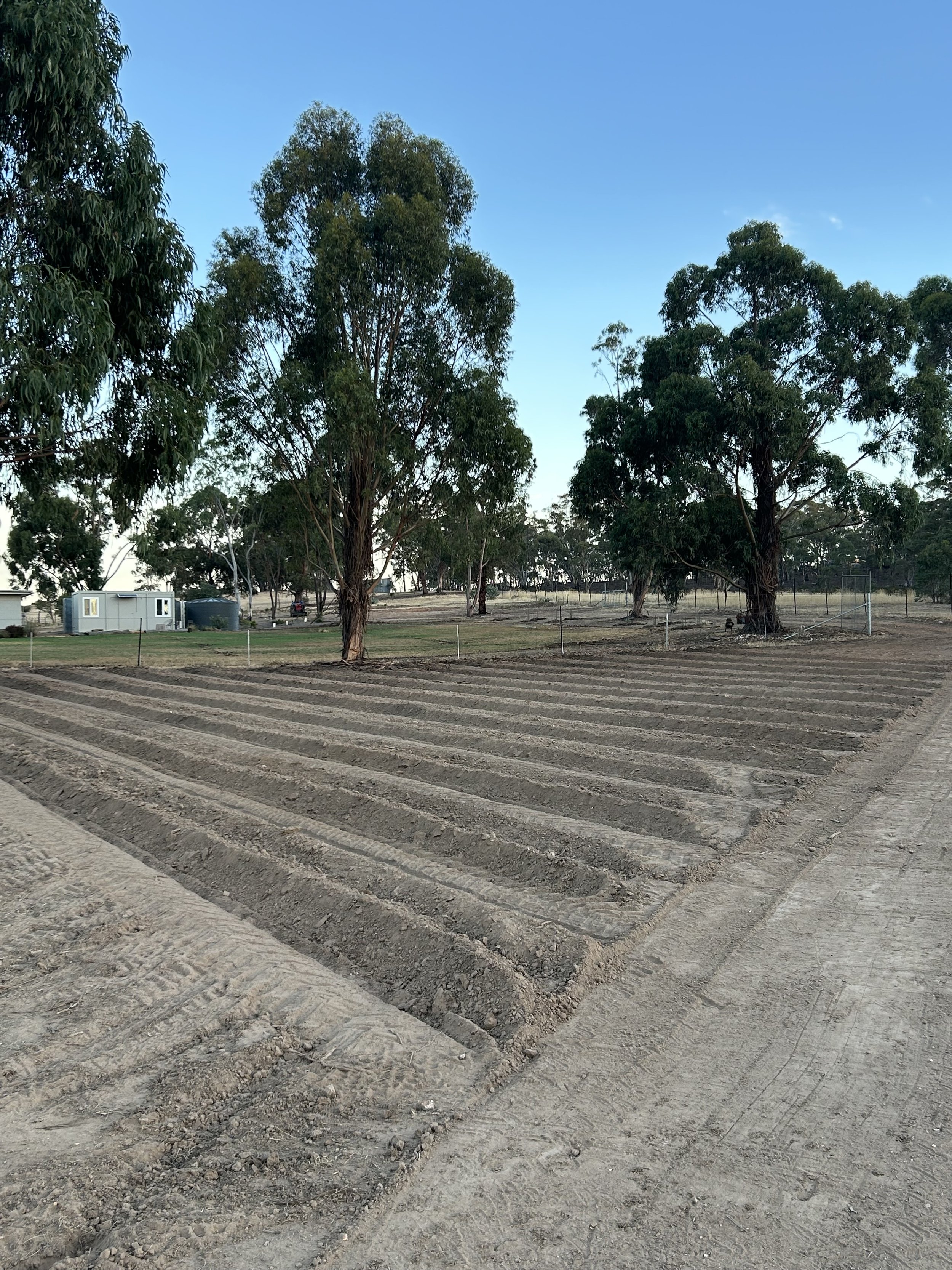 A field with freshly tilled soil and a few large trees in the background under a clear blue sky.