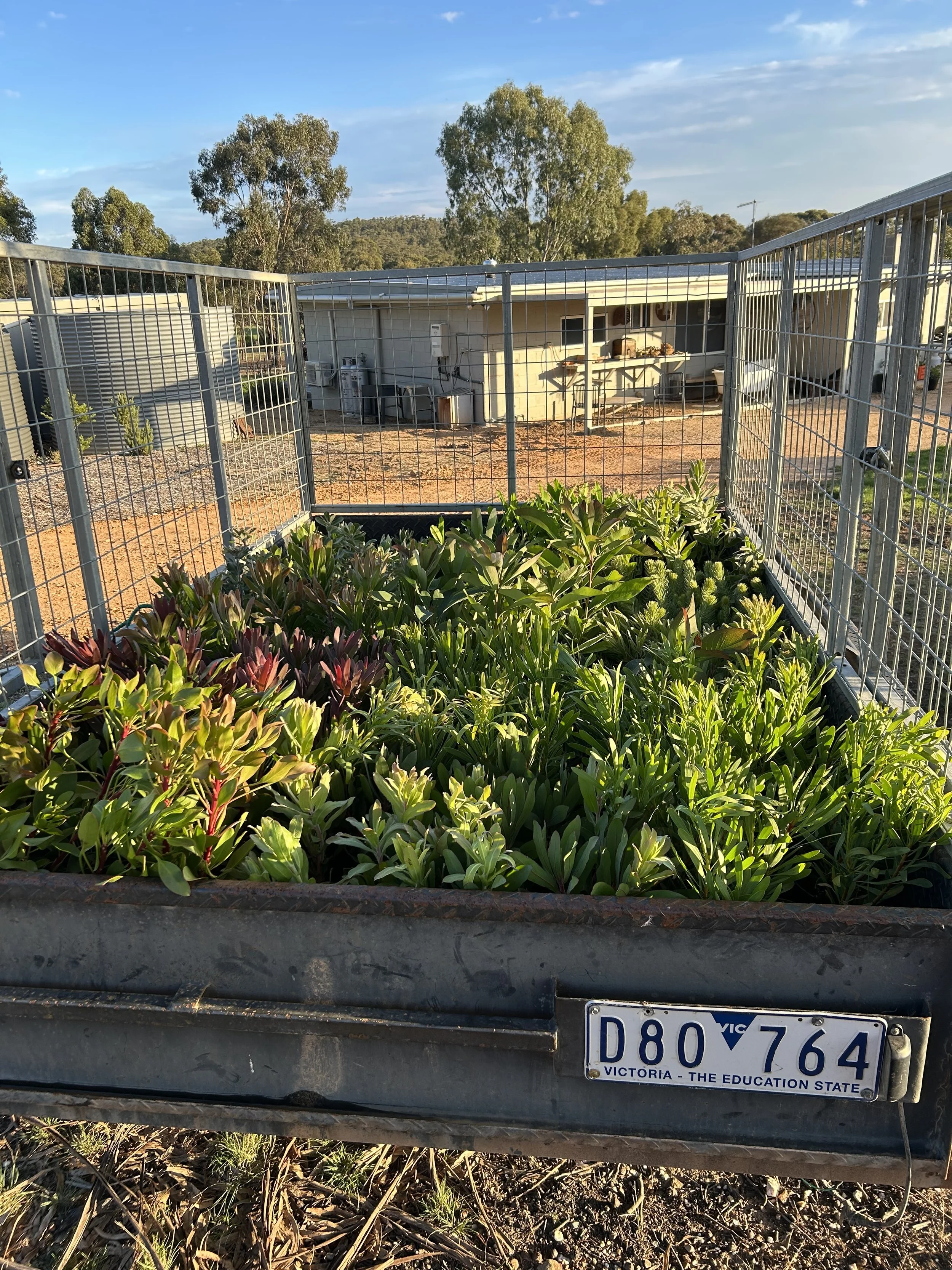 A car's trunk containing greenery plants, a house in the background with trees, blue sky, and a nana dog logo on the house wall. The car's license plate reads D80 764 from Victoria, Australia.