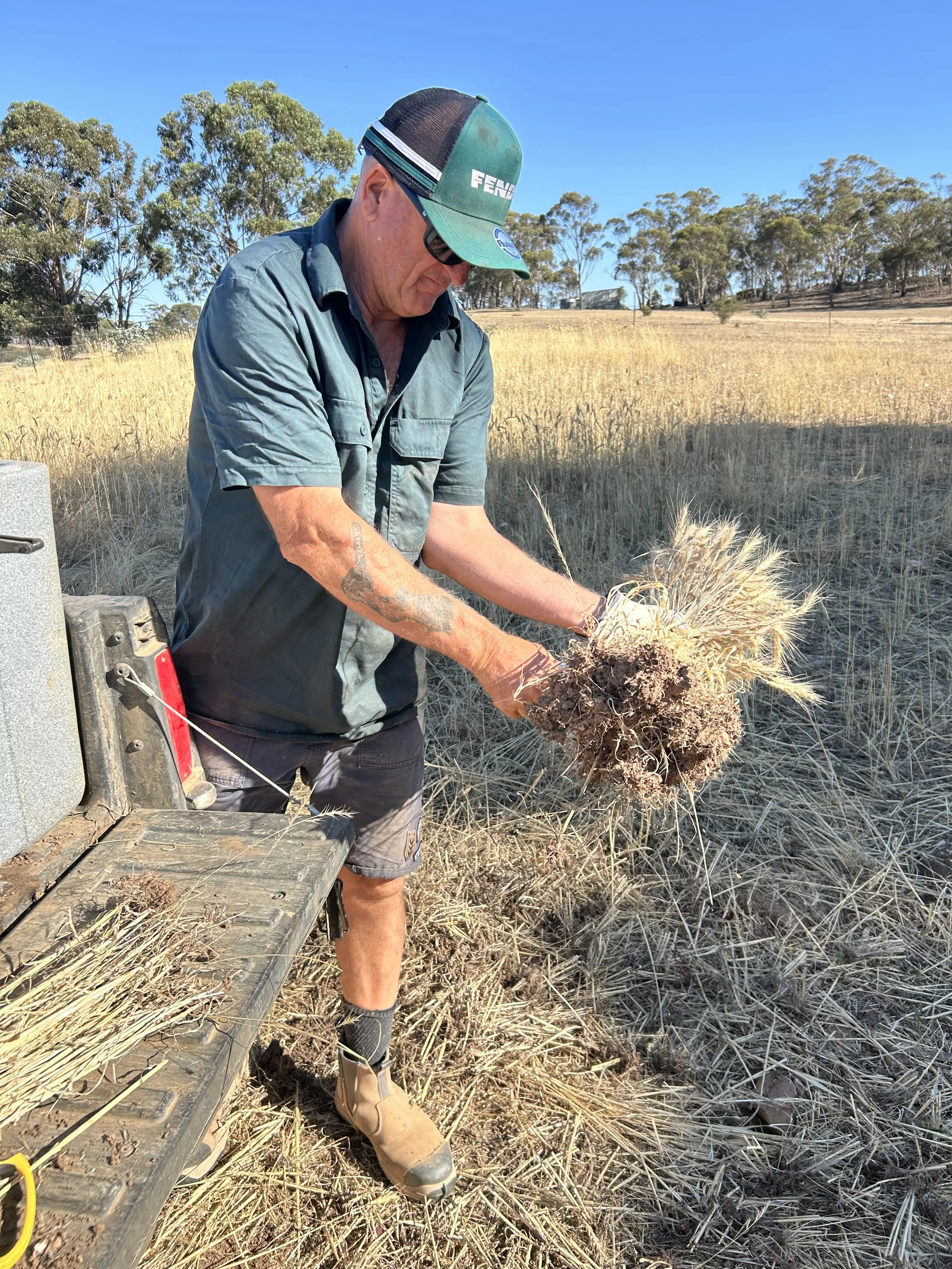 A man stands in a field of dried grass, holding a plant with roots exposed. He is wearing tan work boots, dark shorts, a blue short-sleeve shirt, a green cap with white text, sunglasses, and gloves. The background shows a clear blue sky and trees in 