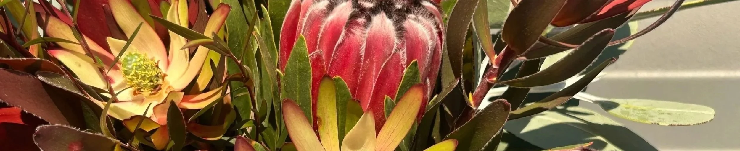 Close-up of various succulent plants with colorful leaves including red, yellow, and green, in a garden setting.