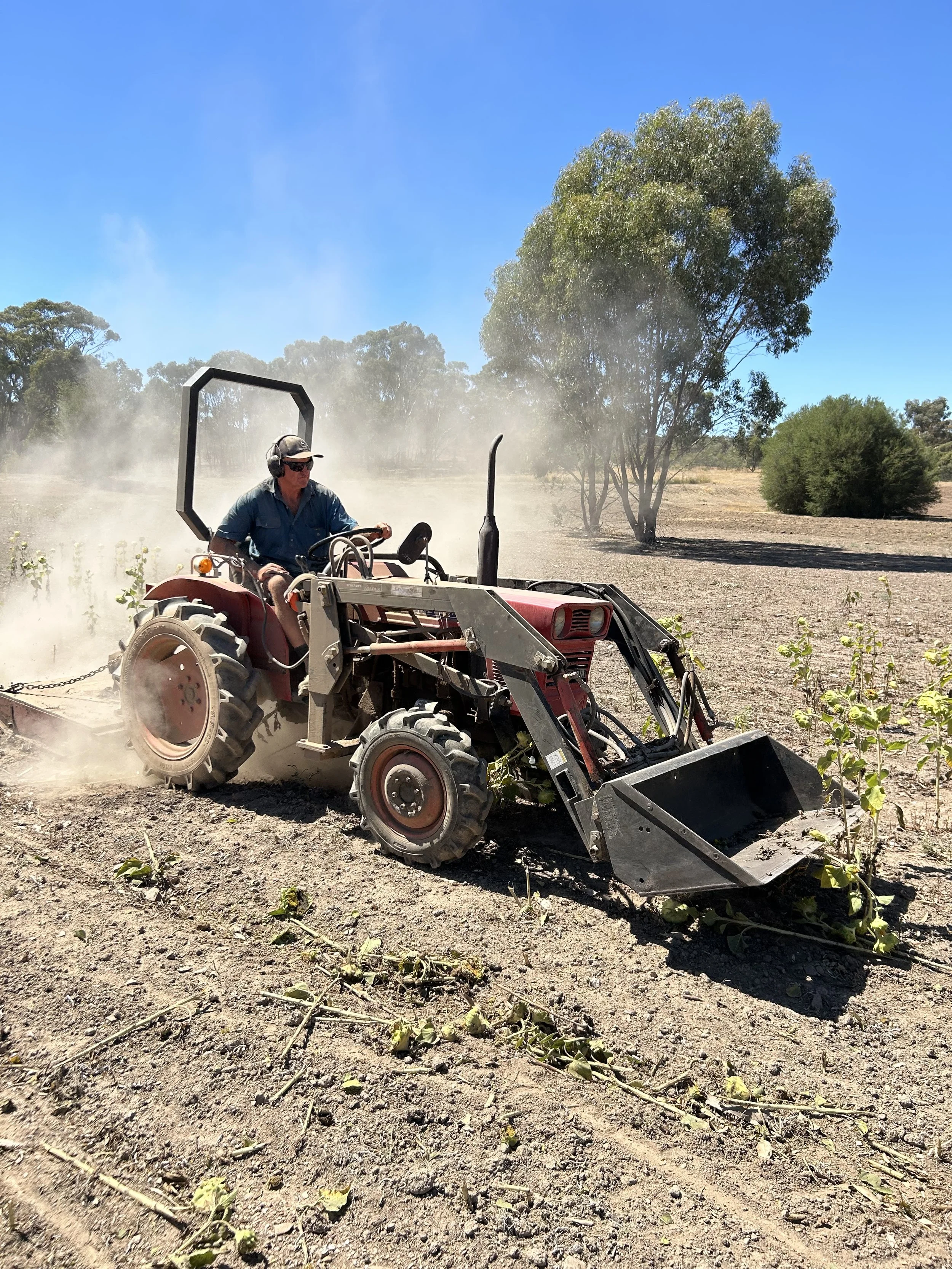 A man wearing headphones and sunglasses operates a small tractor in a field, dust and smoke rising behind him, with trees and a clear blue sky in the background.
