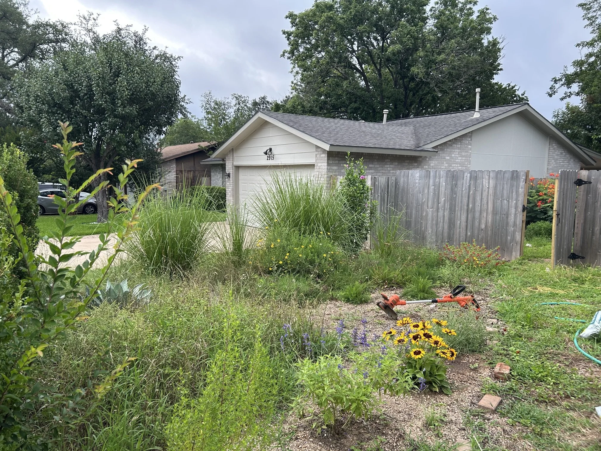 Image of an overgrown yard with weeds