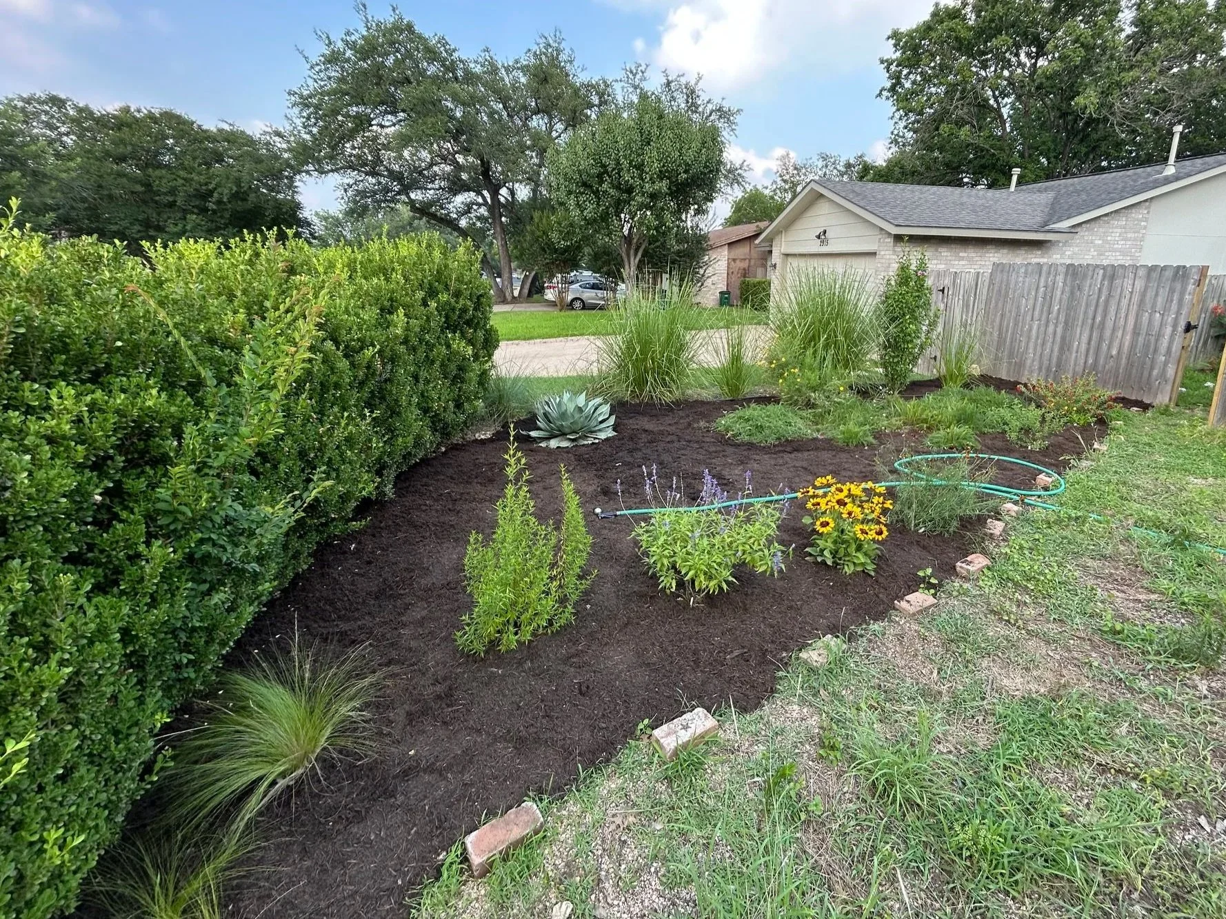 Image of a yard after gardening service with sheet mulching and pruning