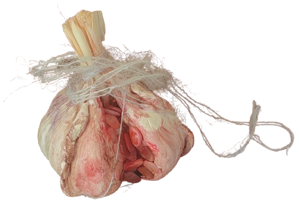 Scientists' Garlic