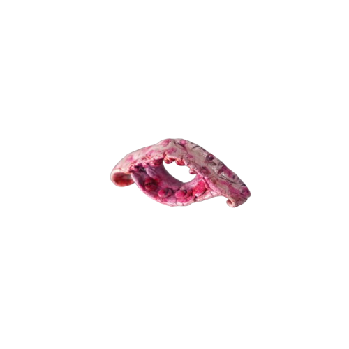 embryo