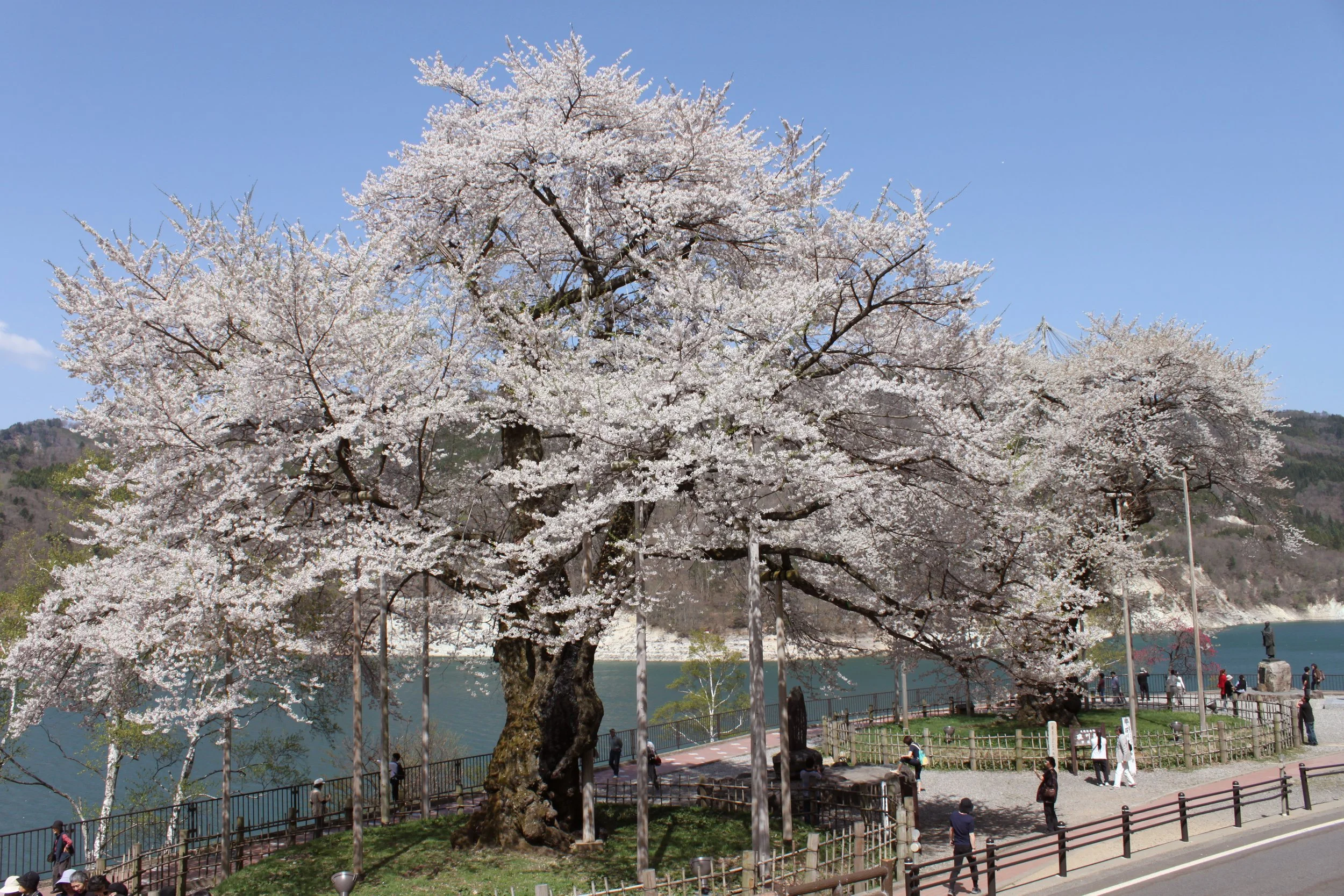 荘川町の桜