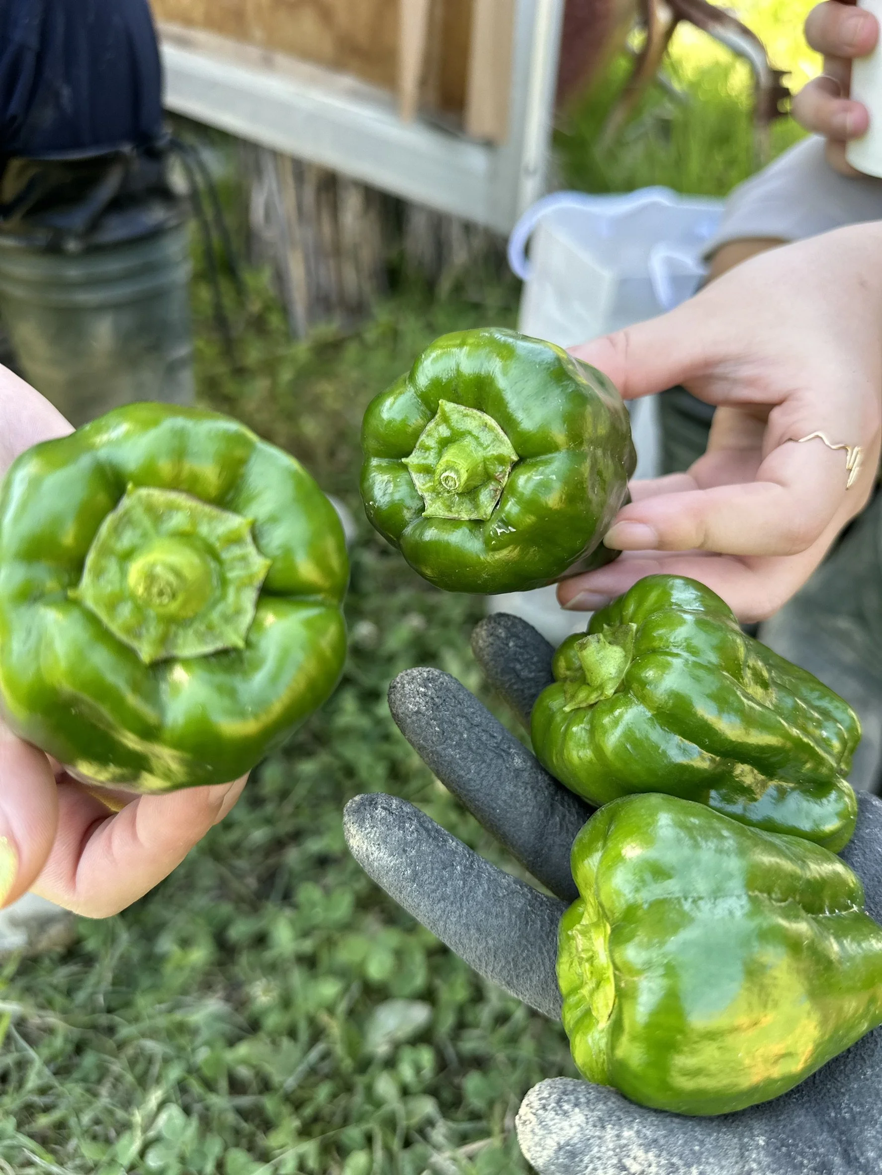 ダイエット民泊で新鮮な野菜の収穫体験