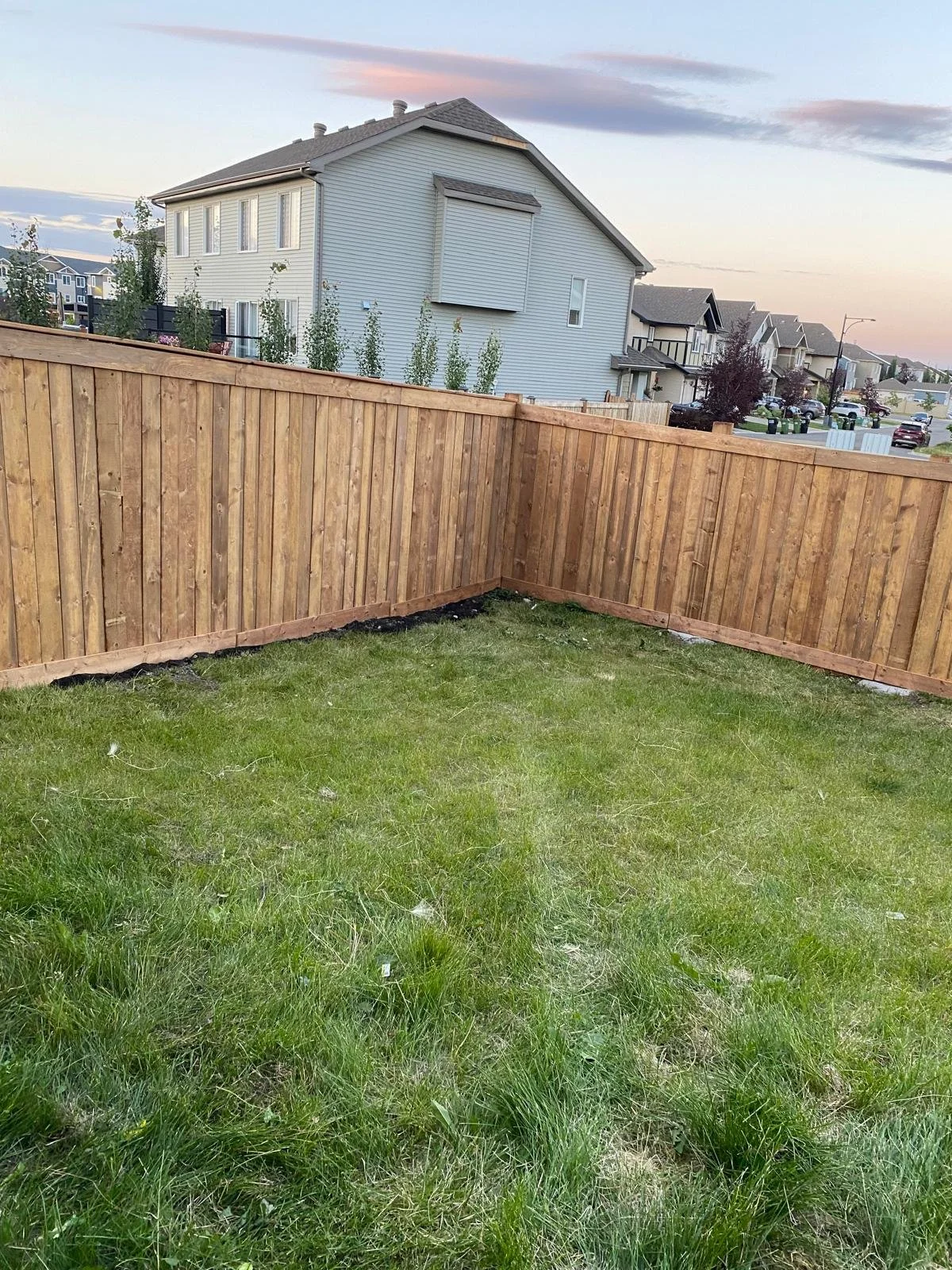 A backyard with a green lawn and a wooden privacy fence with houses visible in the background during sunset.