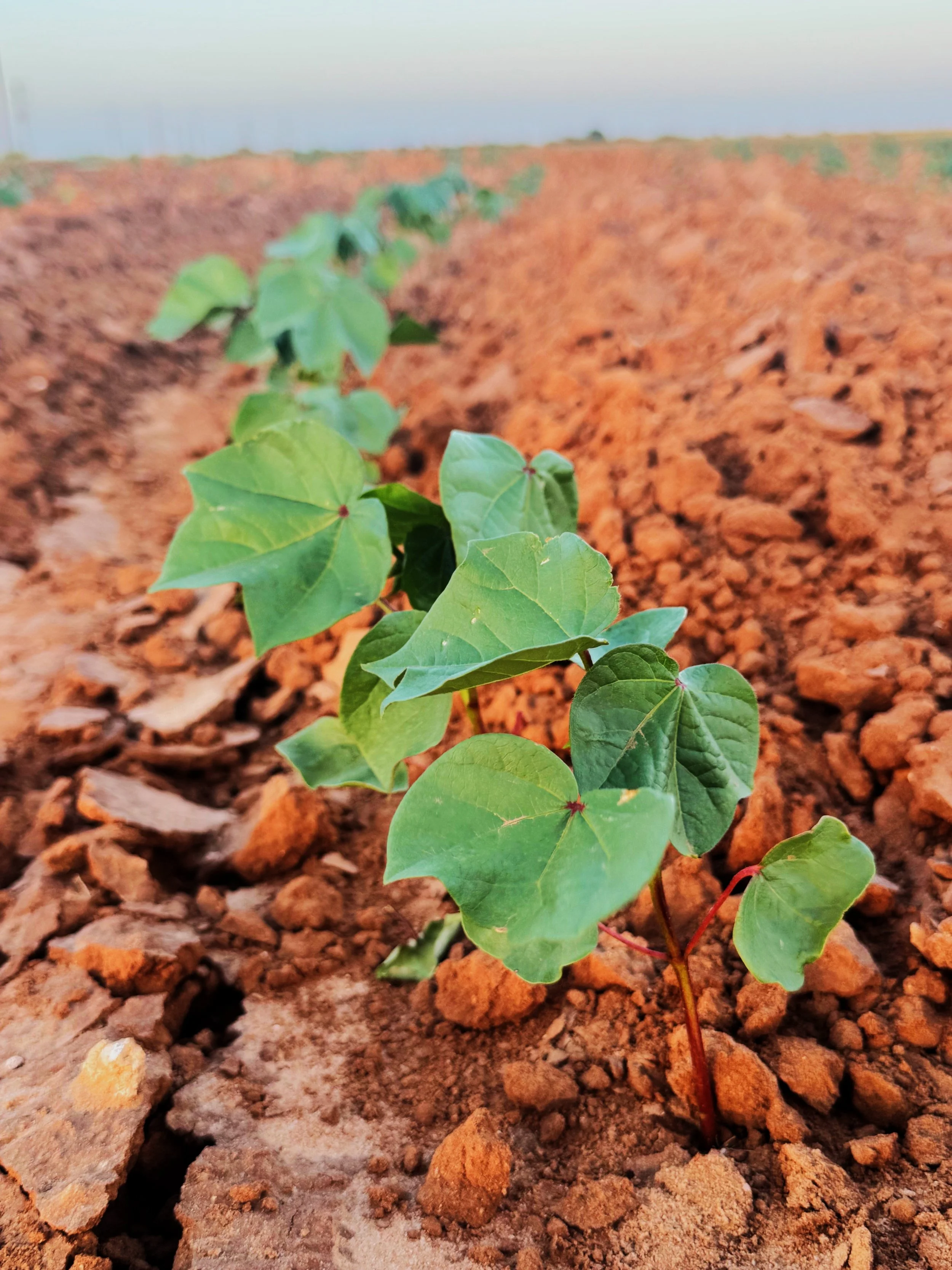 Close-up of a young green plant with large leaves growing in dry, reddish-brown soil, with a blurred background of more soil and the horizon.