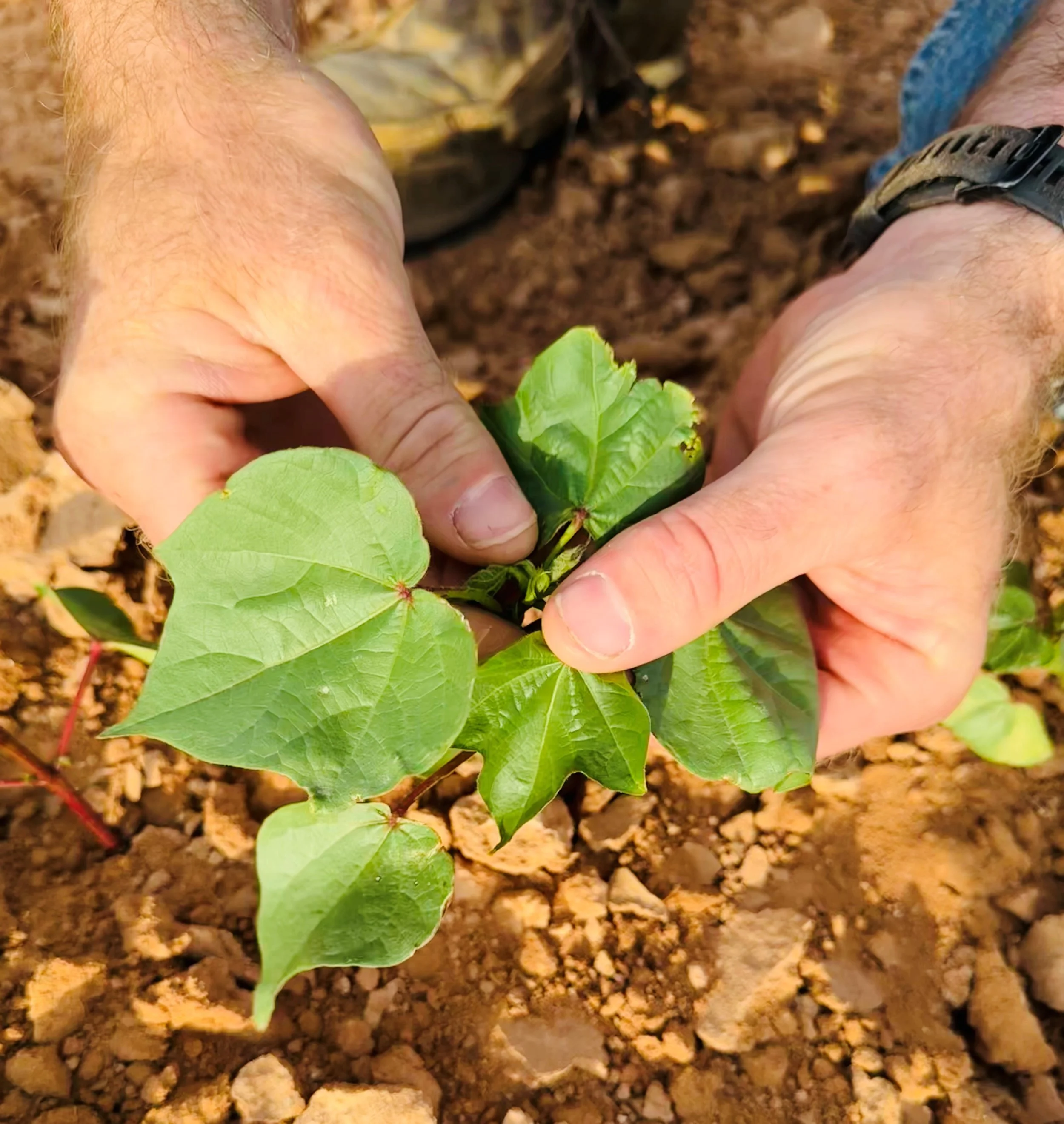 Close-up of a person's hands planting a small green seedling in soil