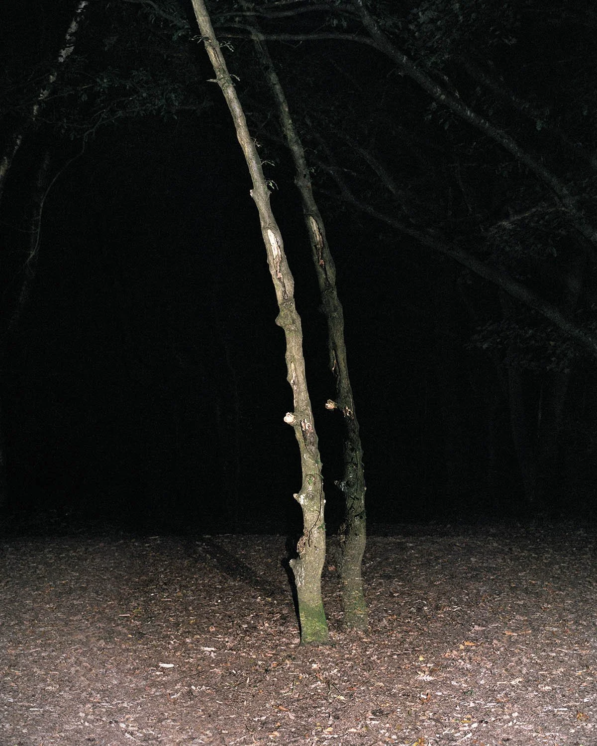PERCEPTION_OF_THE_GROVE 010.jpg