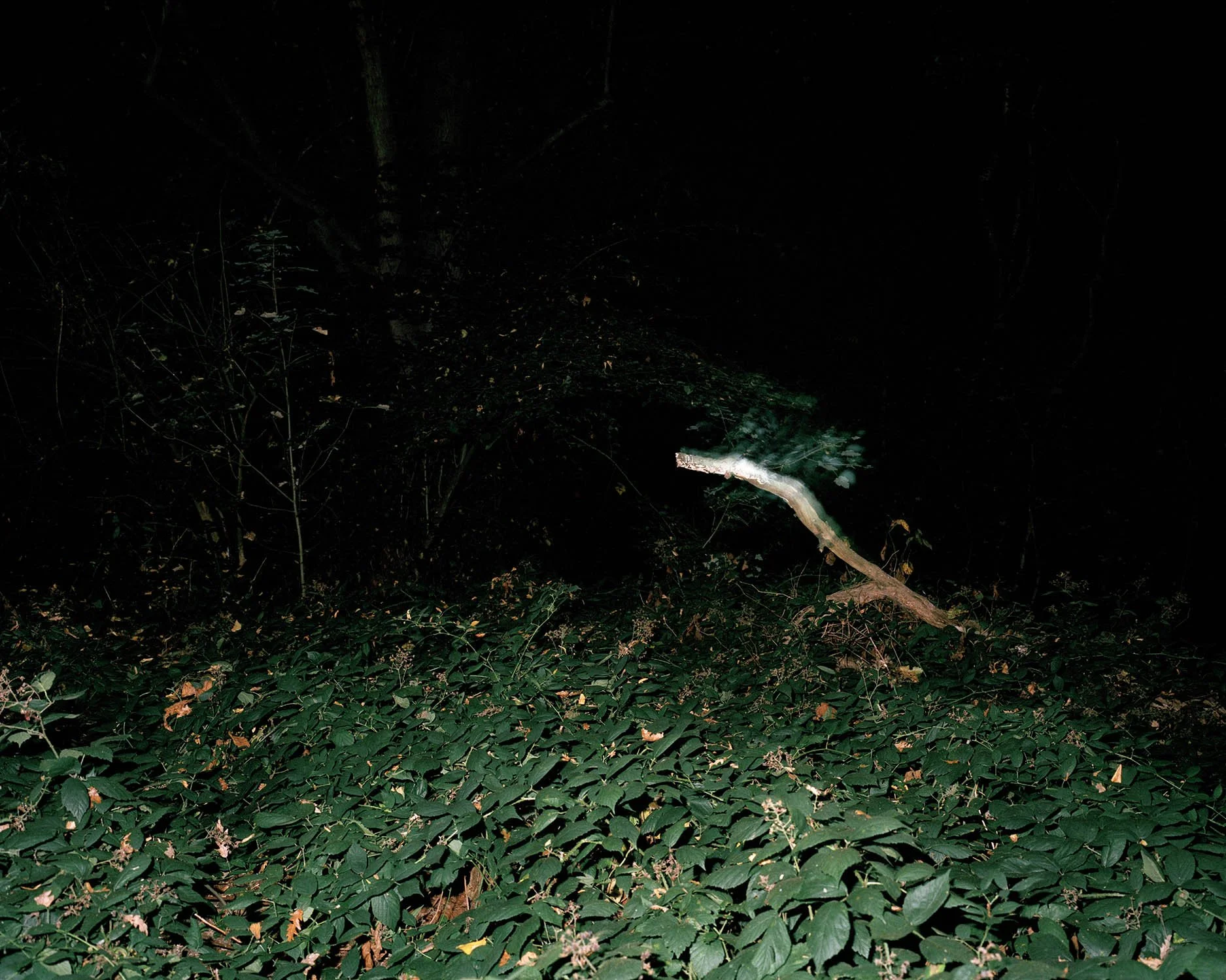 PERCEPTION_OF_THE_GROVE 018.jpg