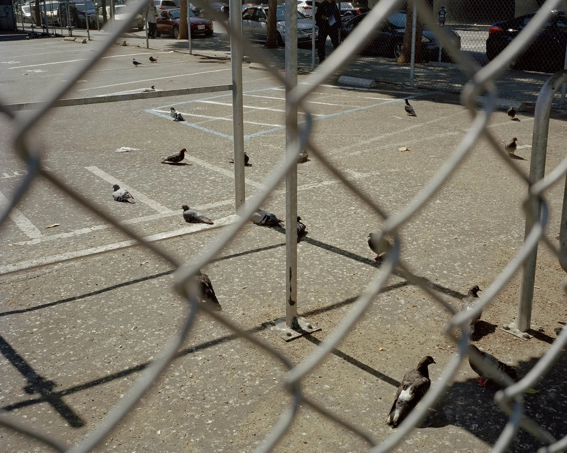 PIDGEON_GOSSIP 001.jpg