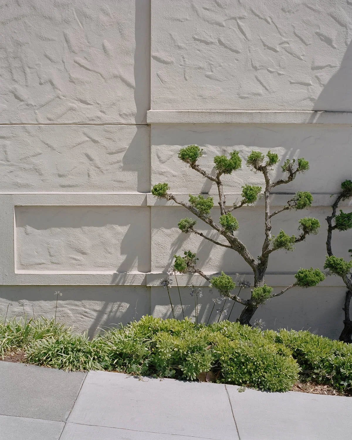 WALL_TREE.jpg