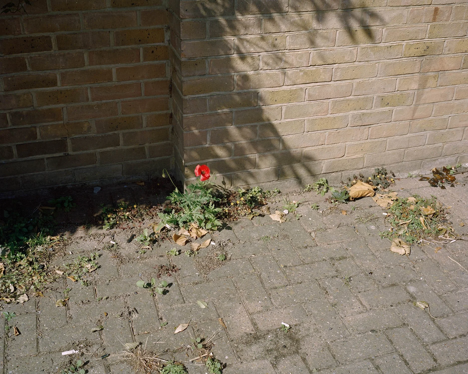 LONESOME_POPPY 001.jpg