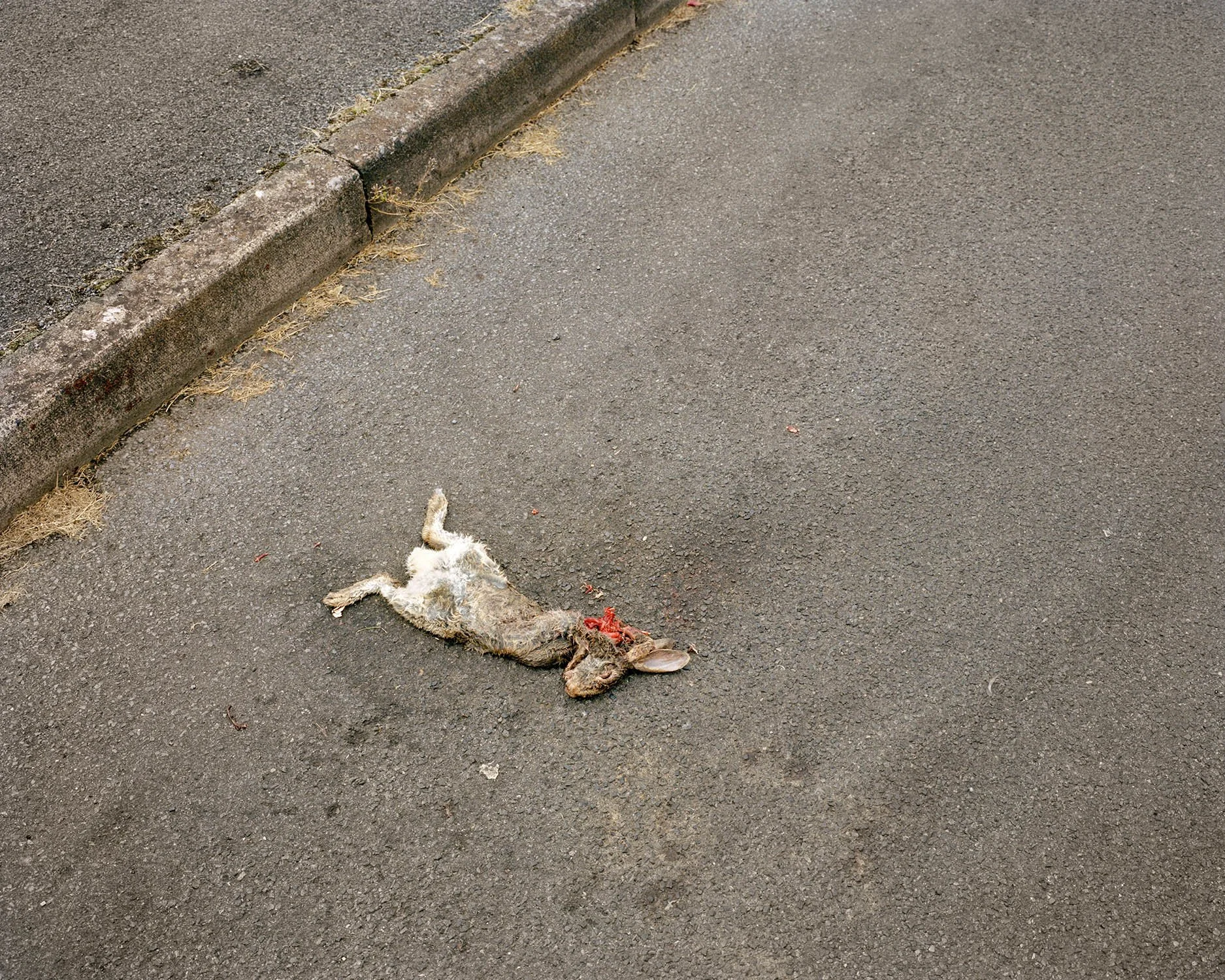 DEAD_RABBIT.jpg