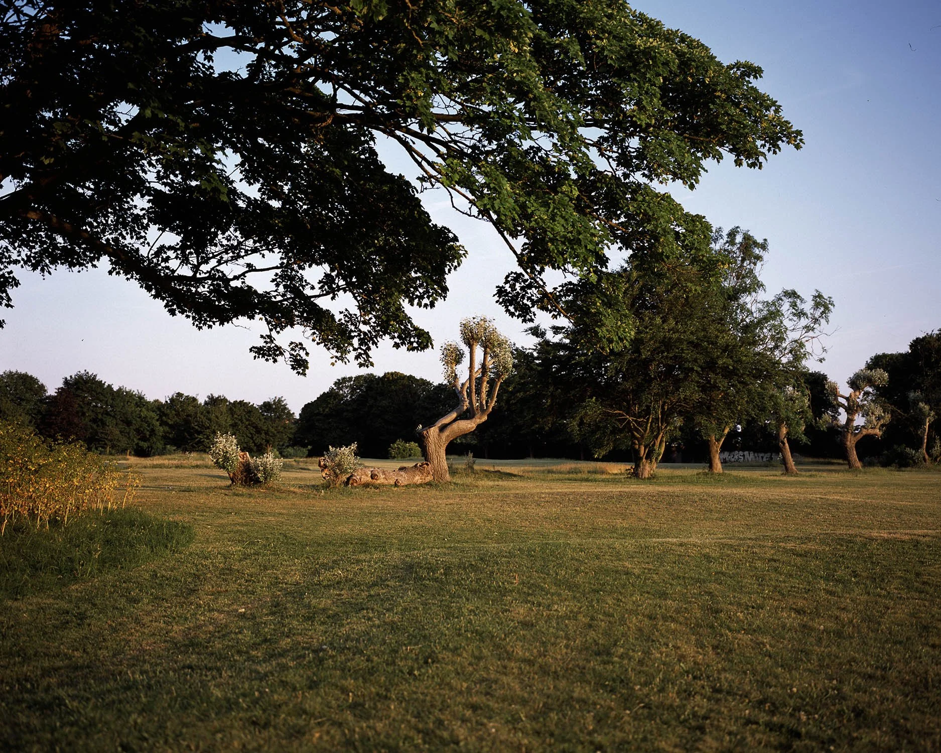 TREES_LANDSCAPE 001.jpg