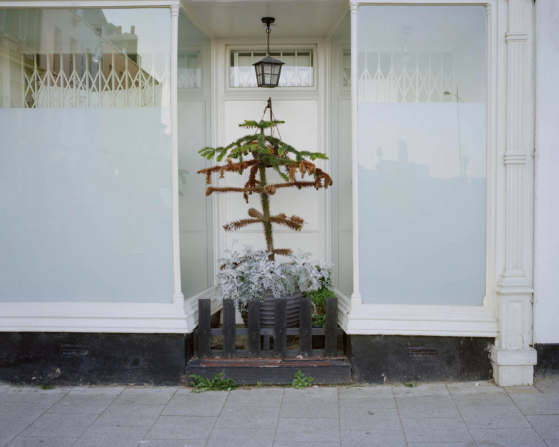SEA_TREE 001.jpg