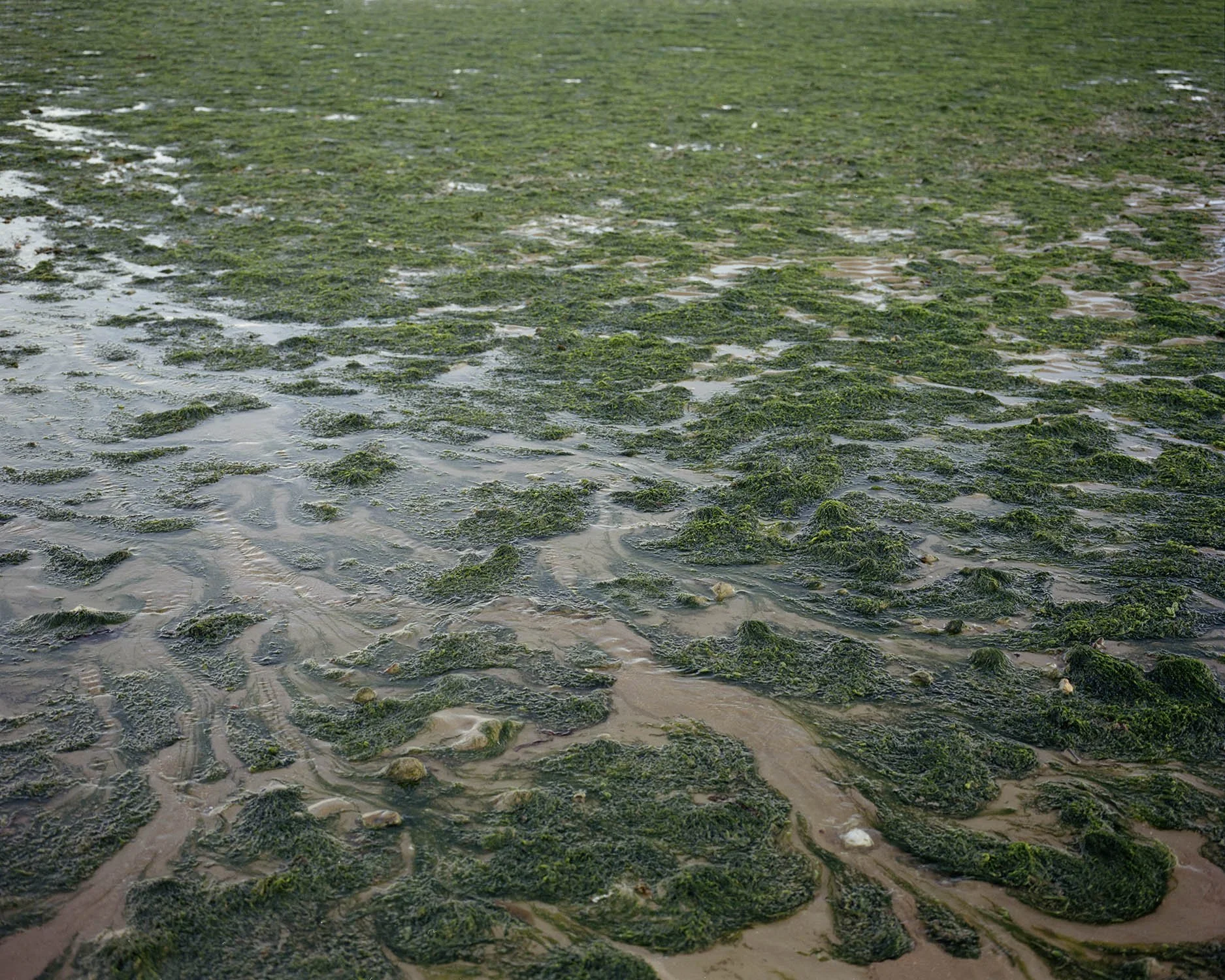 SEAWEED 001.jpg