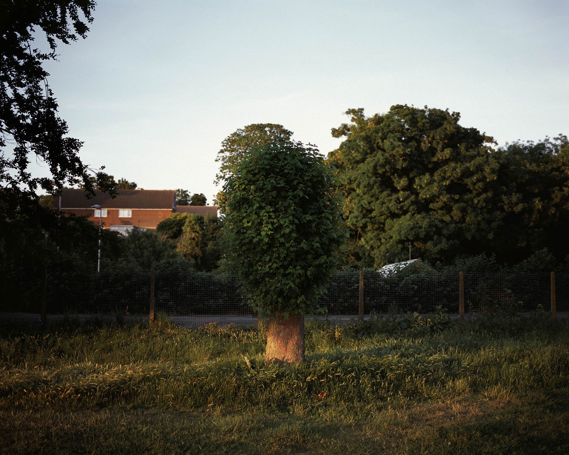 LITTLE_TREE 001.jpg