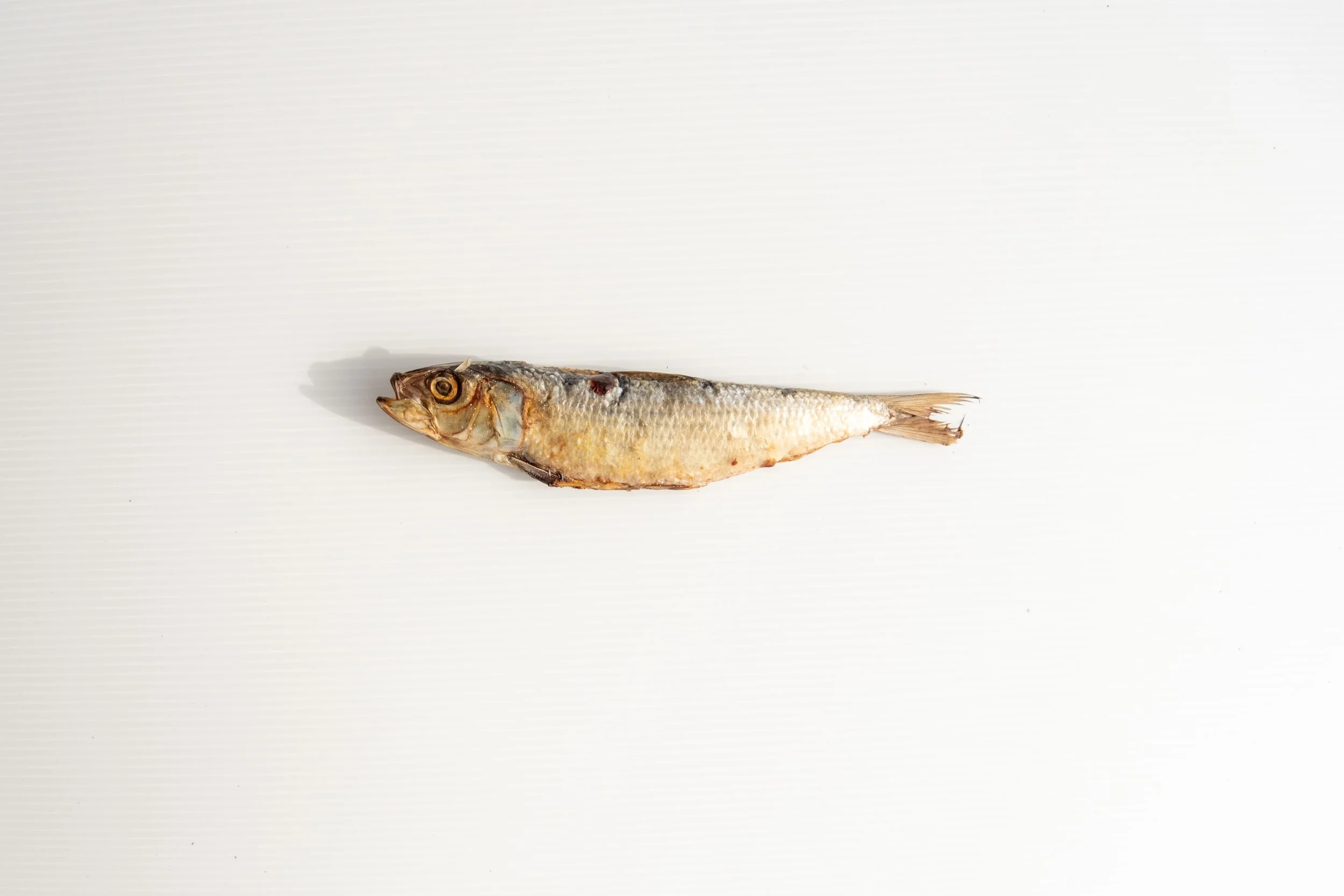 Sardines