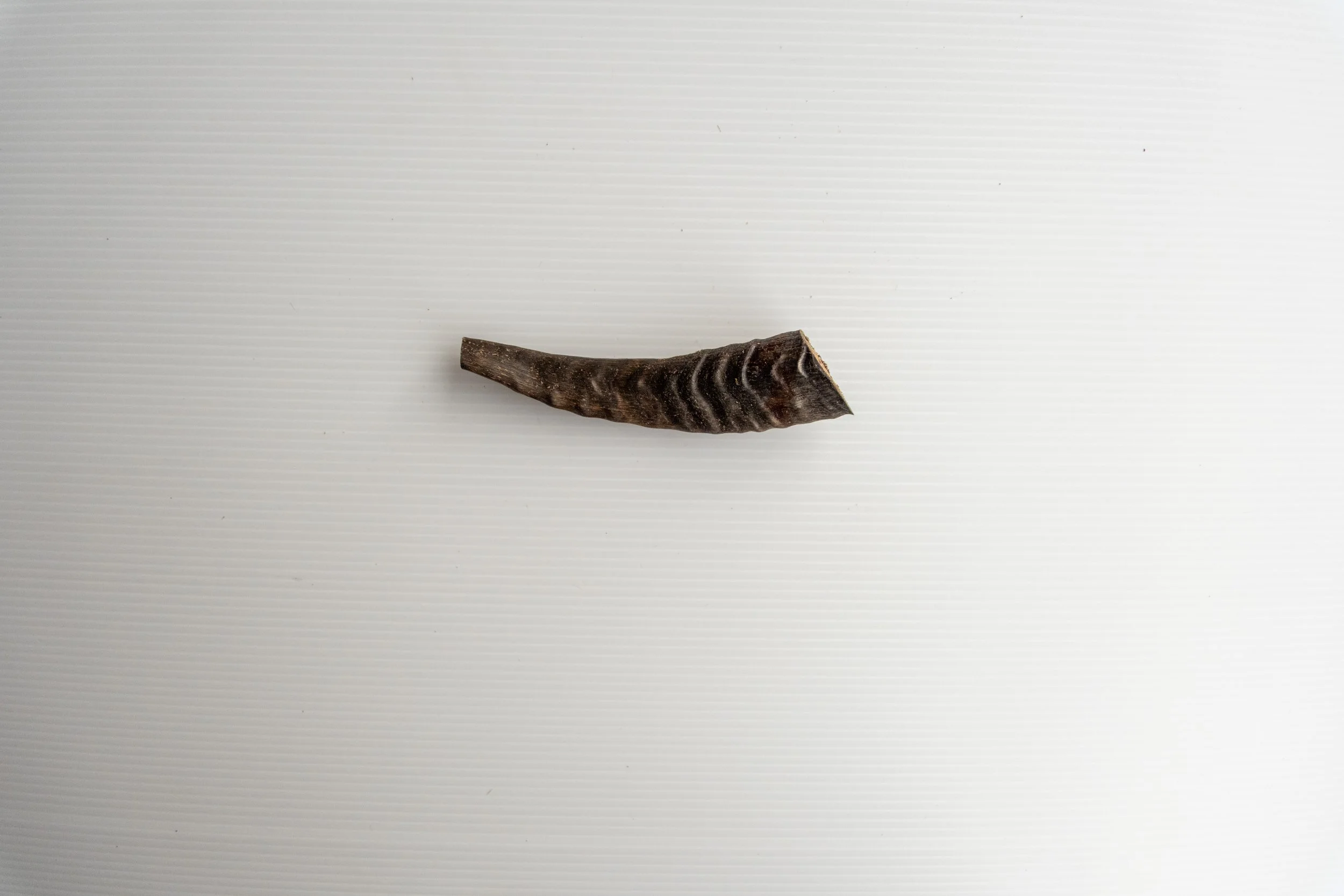 Goat horn SMALL